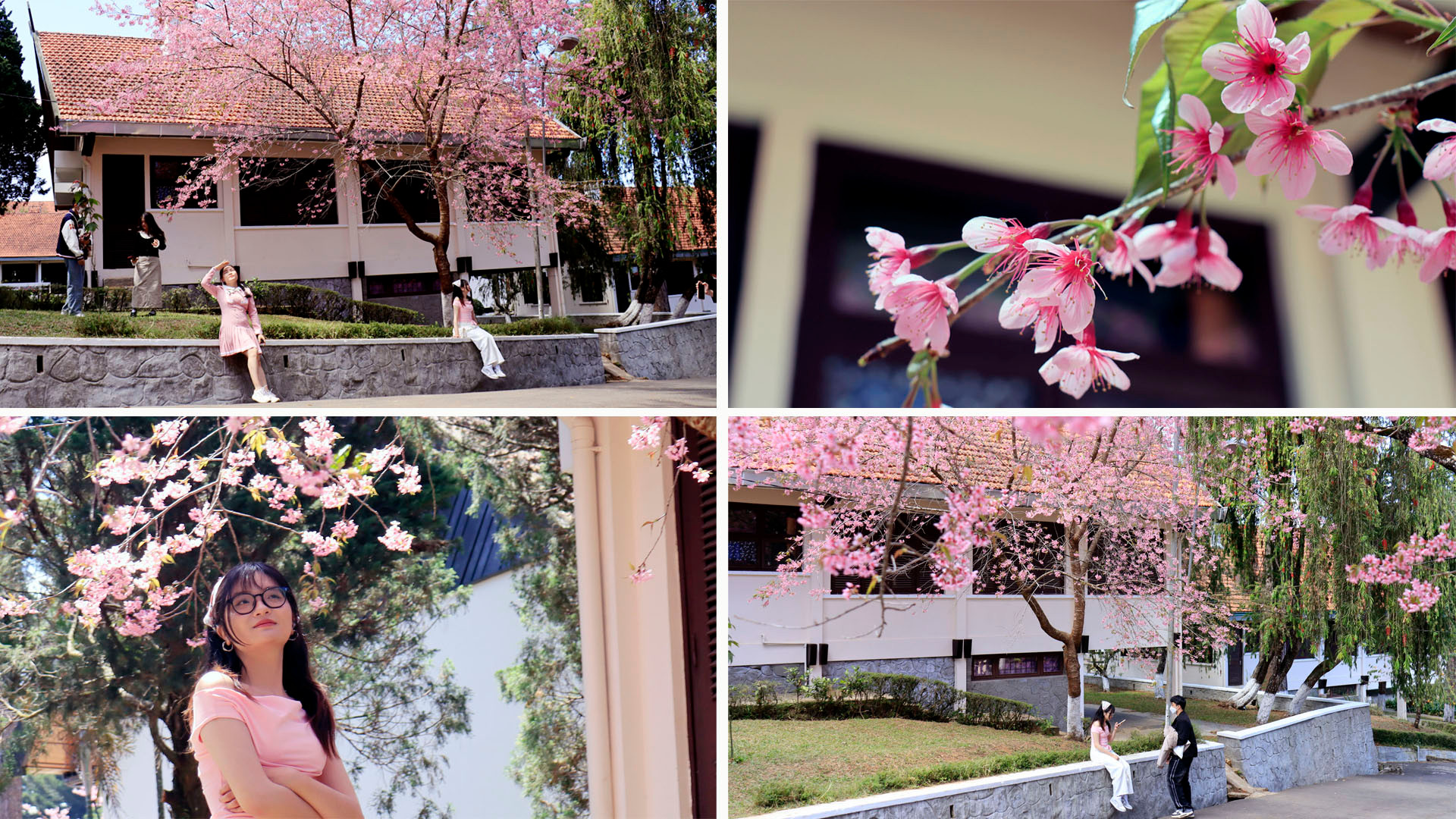 Thành phố cao nguyên vào mùa đẹp nhất trong năm. Mùa hò hẹn ngắm mai anh đào Đà Lạt. Mùa này, Đà Lạt sắc hồng rợp lối đi. Bất chợt ngọn gió Xuân nhè nhẹ, những cánh mai anh đào rơi rơi như những cơn mưa hoa làm đắm say hồn người.