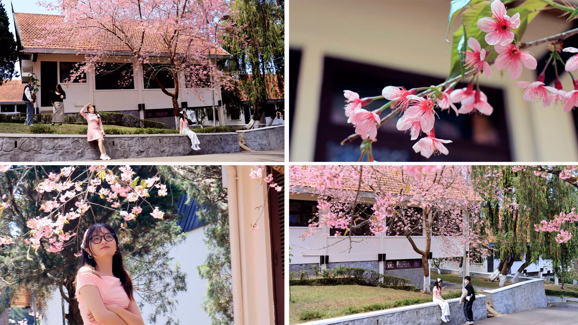 Thành phố cao nguyên vào mùa đẹp nhất trong năm. Mùa hò hẹn ngắm mai anh đào Đà Lạt. Mùa này, Đà Lạt sắc hồng rợp lối đi. Bất chợt ngọn gió Xuân nhè nhẹ, những cánh mai anh đào rơi rơi như những cơn mưa hoa làm đắm say hồn người.