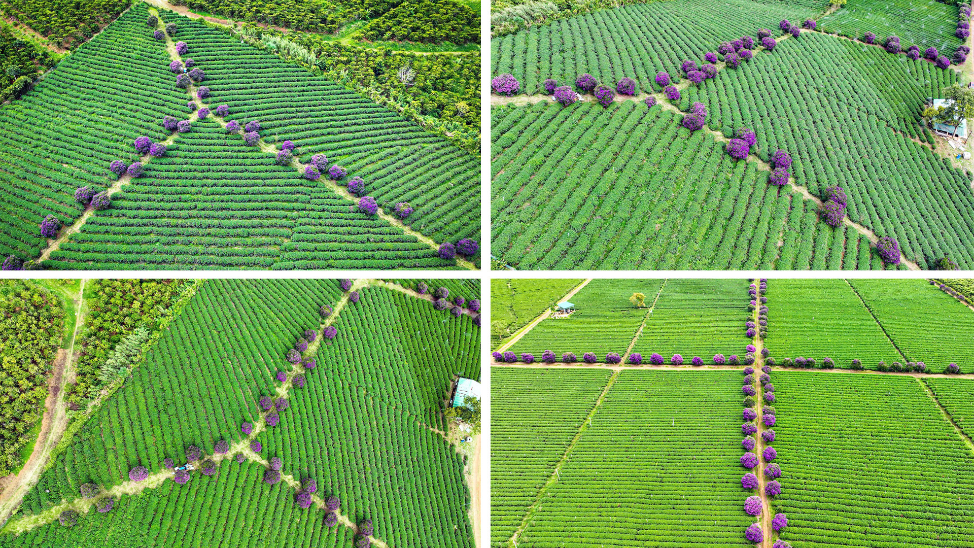 Hàng trăm cây hoa mua tím đồng loạt nở rộ tại nông trường chè ở huyện Bảo Lâm, tỉnh Lâm Đồng.