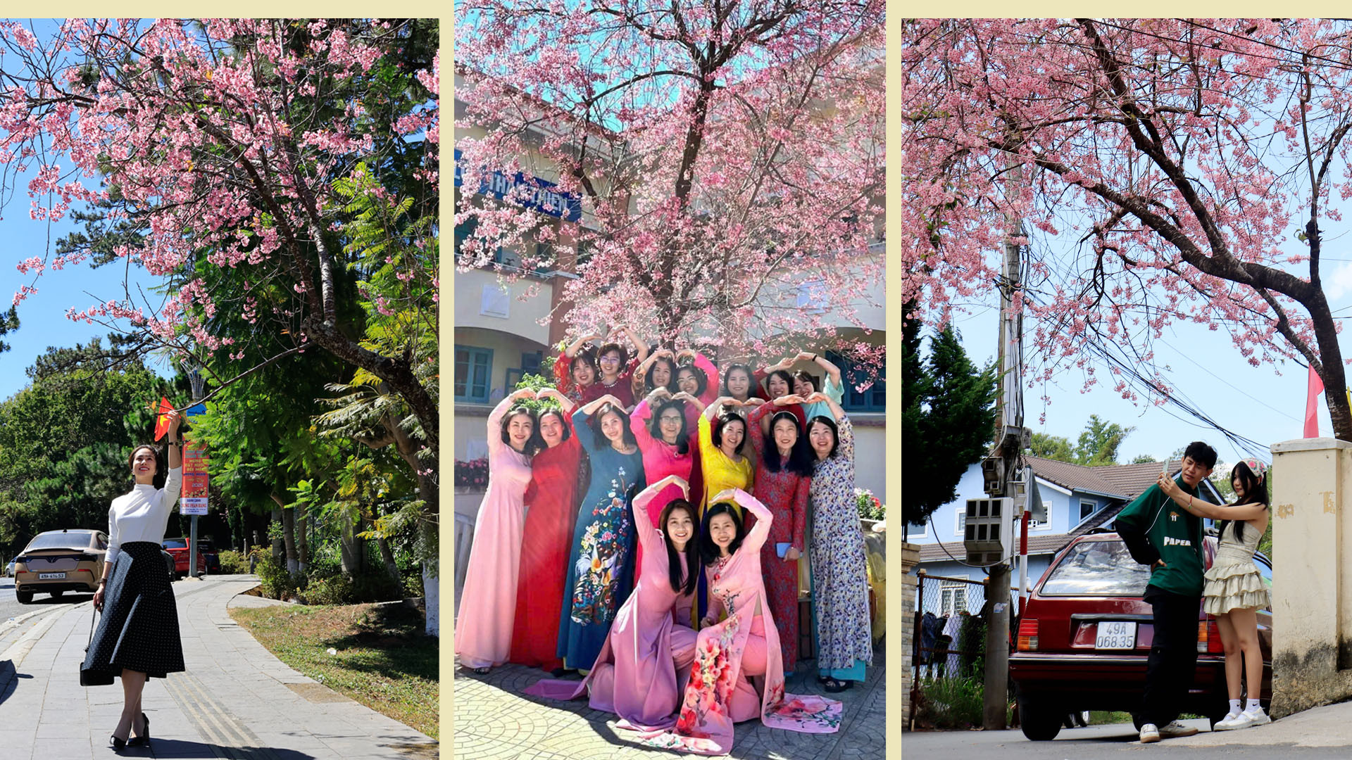 Hoa mai anh đào đã bung nở khắp phố phường Đà Lạt, sắc hồng quyến rũ bên những cung đường, góc phố và trong những khuôn viên cơ quan, đơn vị, trường học... tạo bức tranh Xuân nồng nàn trên miền đất lạnh.