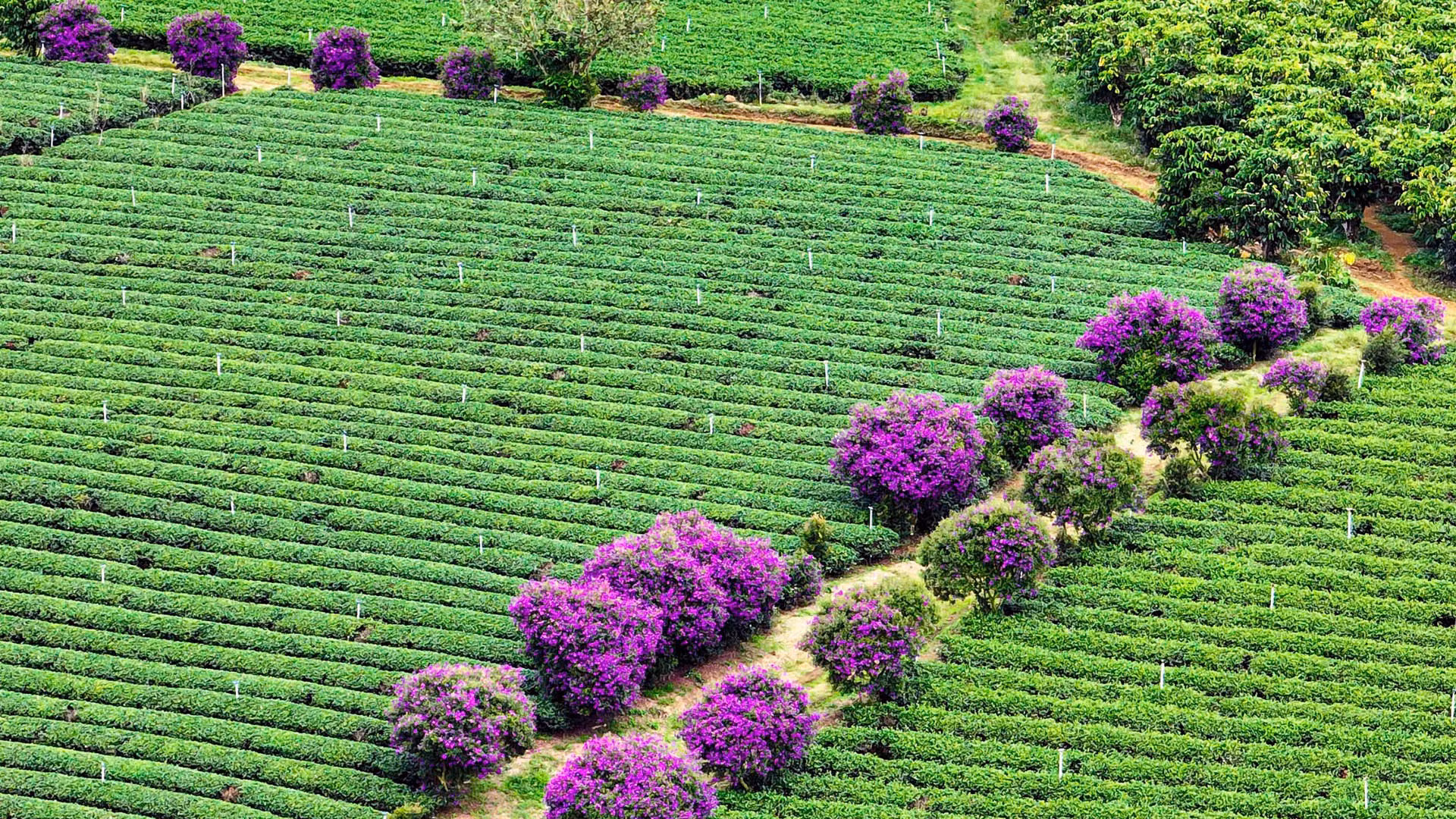 Qua tìm hiểu, đây là giống hoa mua tím được nhập khẩu từ Australia.