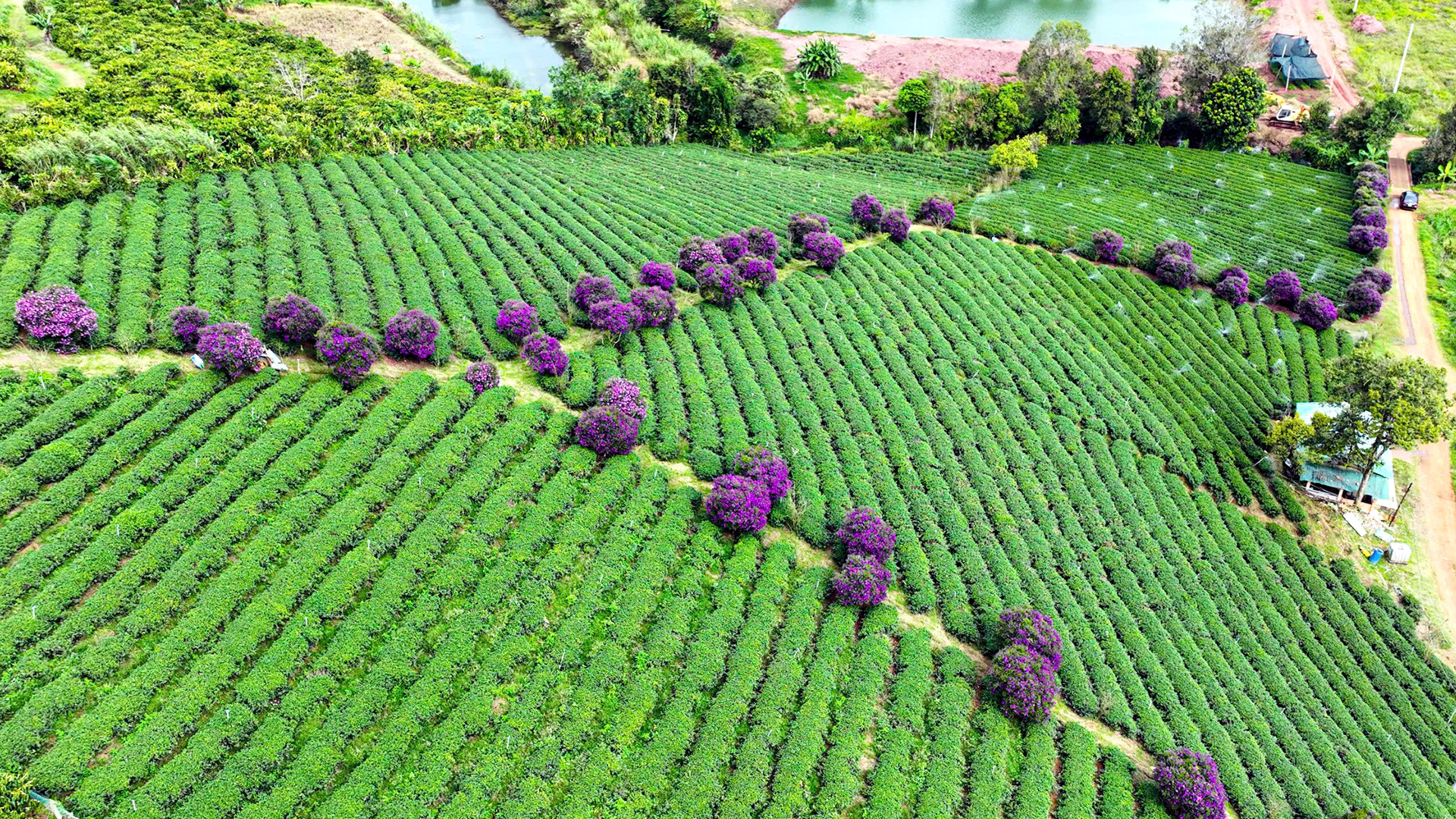 Tại đây, những lữ khách đến tham quan, chụp hình hoàn toàn miễn phí. Và khi rời đi, được mang theo niềm thương, nỗi nhớ về hình ảnh vùng quê thanh bình và thơ mộng.