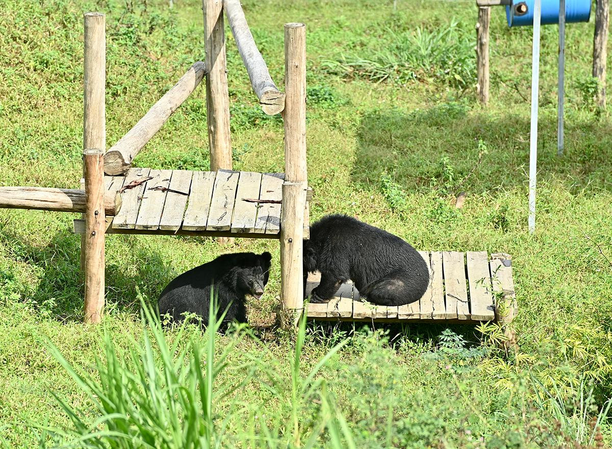 2 chú gấu đang tắm nắng.