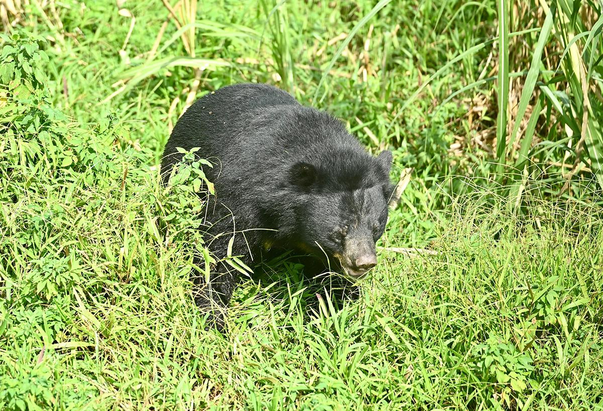 Sau khi được giải cứu, những cá thể gấu ngựa được đưa về cơ sở bảo tồn gấu ở Ninh Bình, được chăm sóc trong khu vực cách ly để phục hồi bản năng tự nhiên, sau đó thả về môi trường bán tự nhiên rộng khoảng 10ha tại đây.