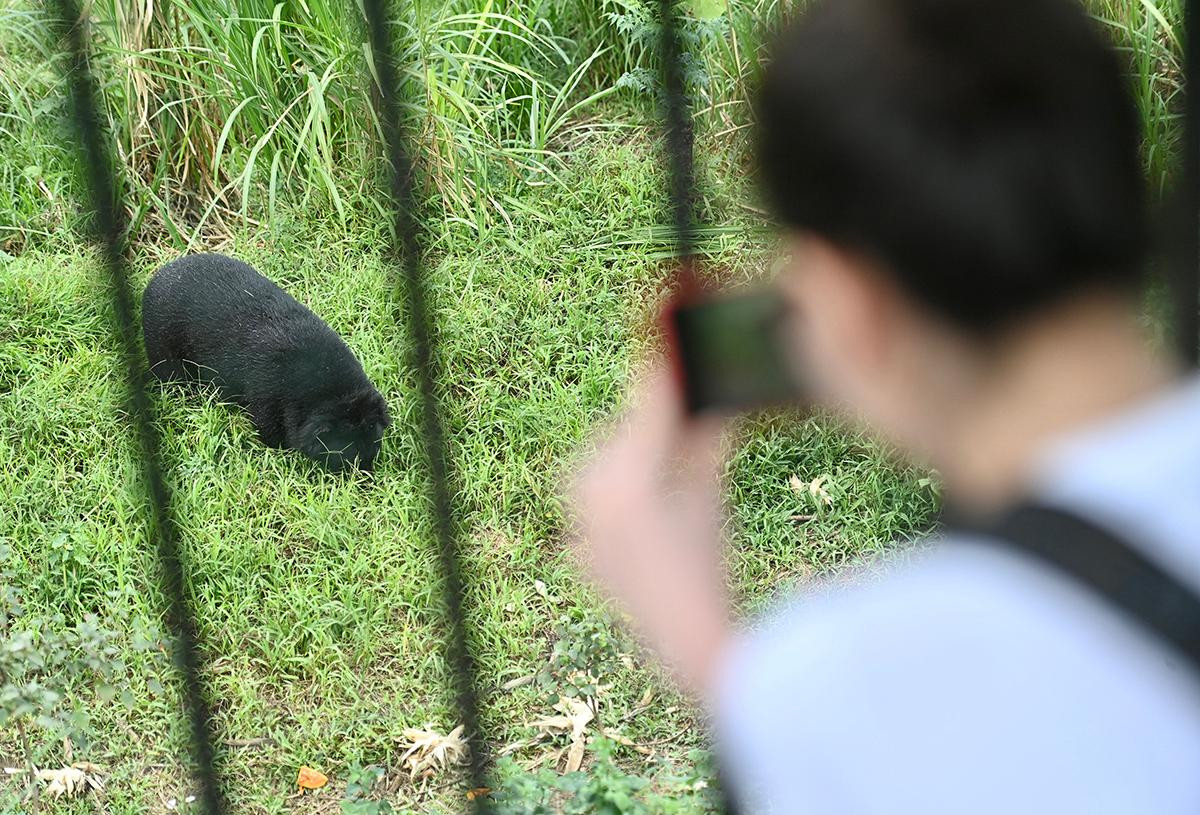Một du khách tham quan, chụp ảnh chú gấu đang nhởn nhơ trên bãi cỏ.