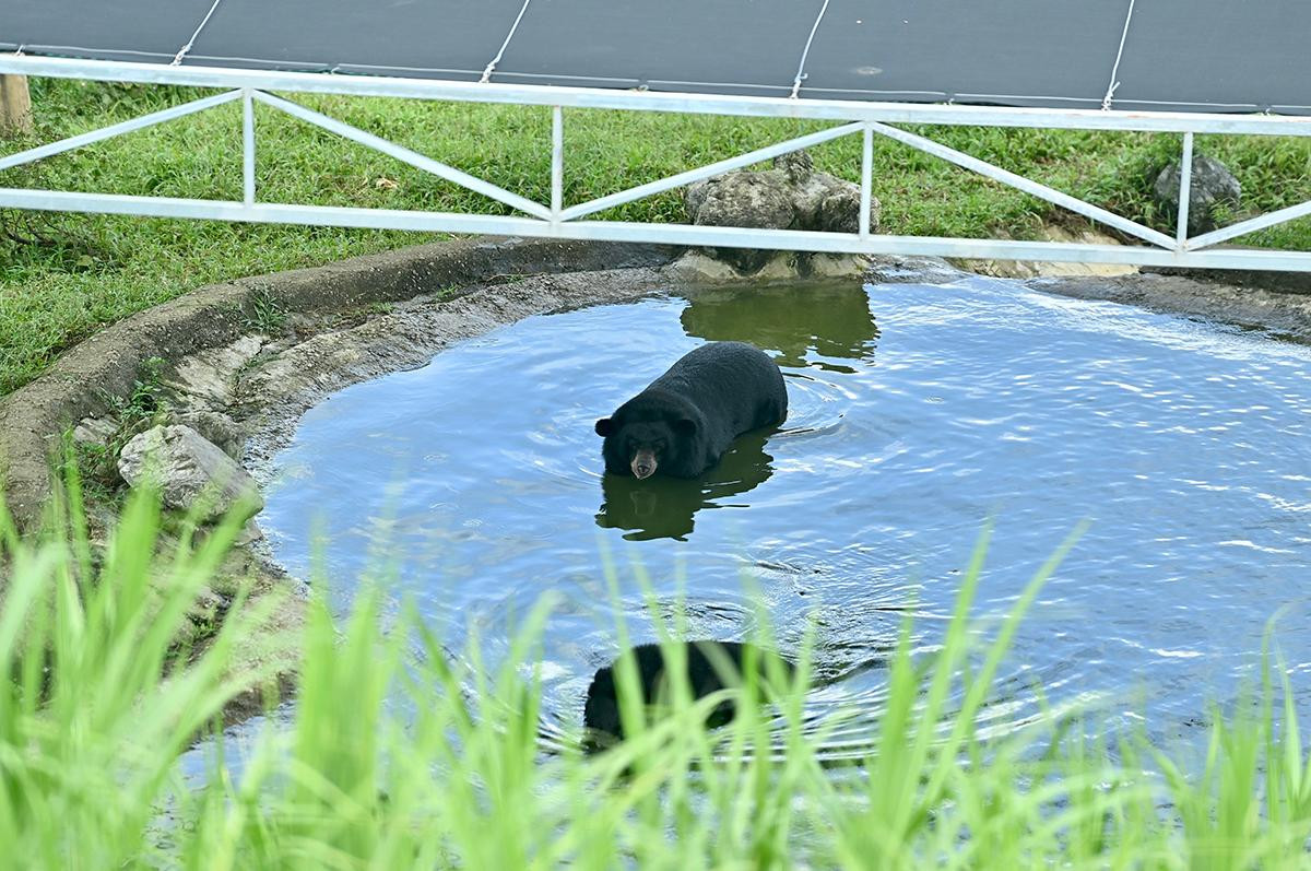 2 chú gấu vui đùa và tắm mát trong bể nước.