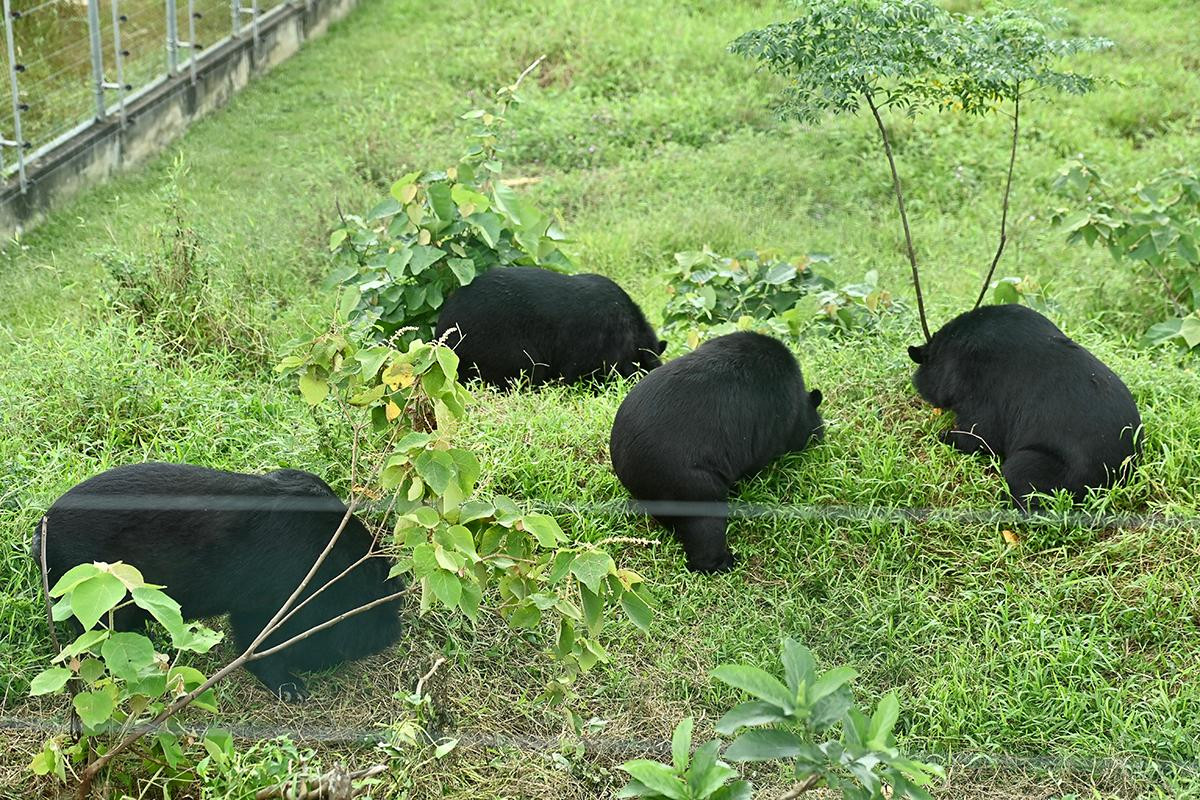 4 chú gấu nhởn nhơ dạo chơi trong môi trường bán hoang dã tại cơ sở bảo tồn gấu Ninh Bình.