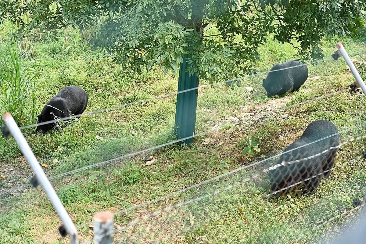 Theo báo cáo của Four Paws, trong 5 năm hoạt động, Cơ sở bảo tồn gấu Ninh Bình đã tổ chức cứu hộ thành công 24 chuyến ở khắp các tỉnh, thành phố trong khắp cả nước, giải cứu thành công và đưa về cơ sở 49 cá thể gấu ngựa.