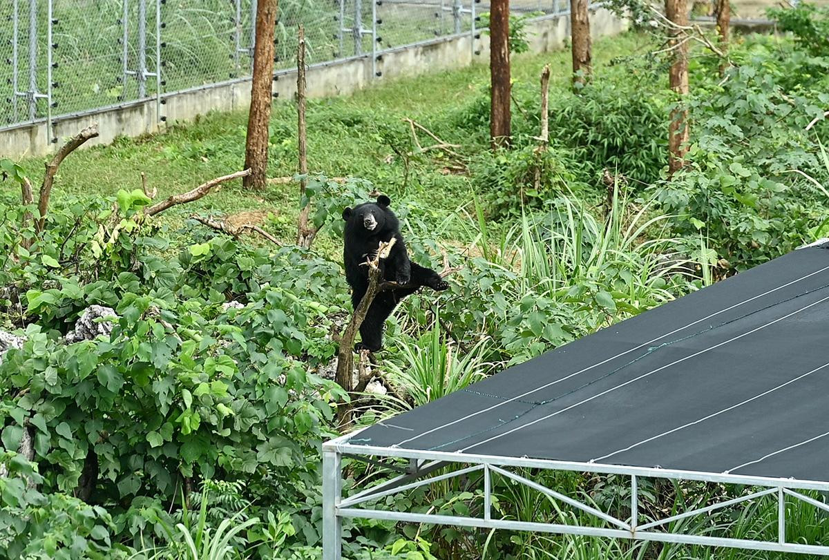 Chú gấu nhỏ tên Mùi đang tỏ ra thích thú khi leo trèo lên cành cây để ngắm cảnh đẹp.