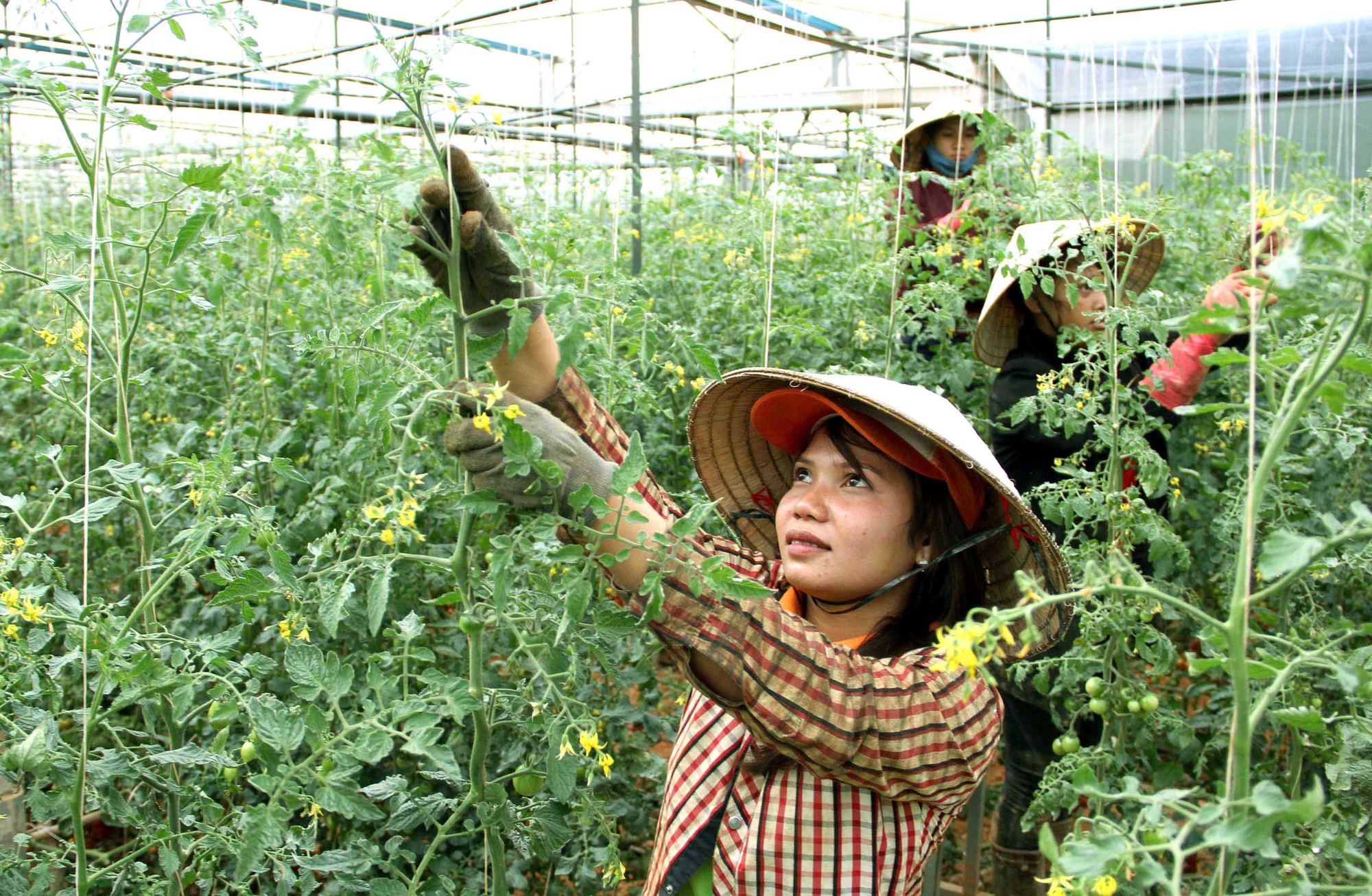 Đồng bào dân tộc thiểu số Lâm Đồng sản xuất nông nghiệp công nghệ cao. Ảnh: VĂN BẢO Đồng bào dân tộc thiểu số Lâm Đồng sản xuất nông nghiệp công nghệ cao. Ảnh: VĂN BẢO