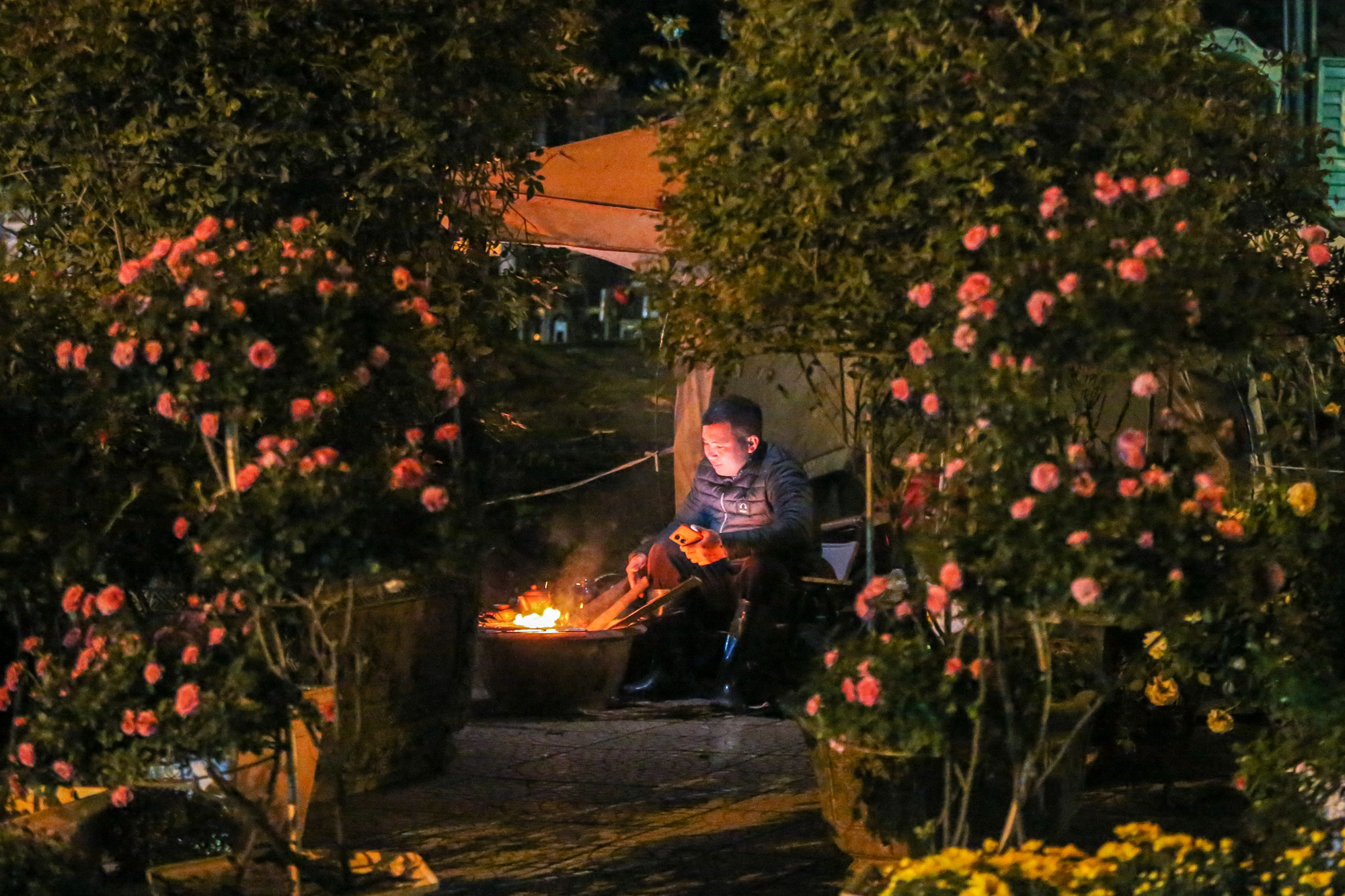 Một chủ cơ sở bán quất cảnh nhóm lửa trong bếp lò tự chế để sưởi ấm qua đêm.