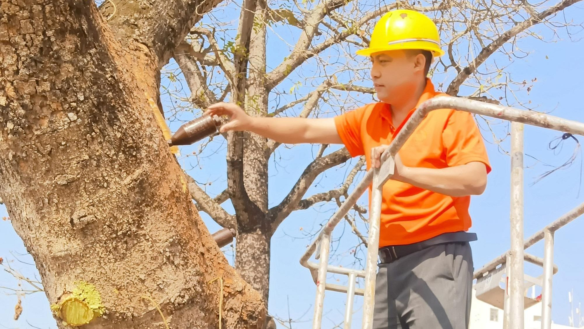 Bác sĩ cây xanh Wang Lijun "tiếp dưỡng chất" cho một cây cổ thụ. (Ảnh: Chinadaily) Bác sĩ cây xanh Wang Lijun "tiếp dưỡng chất" cho một cây cổ thụ. (Ảnh: Chinadaily)