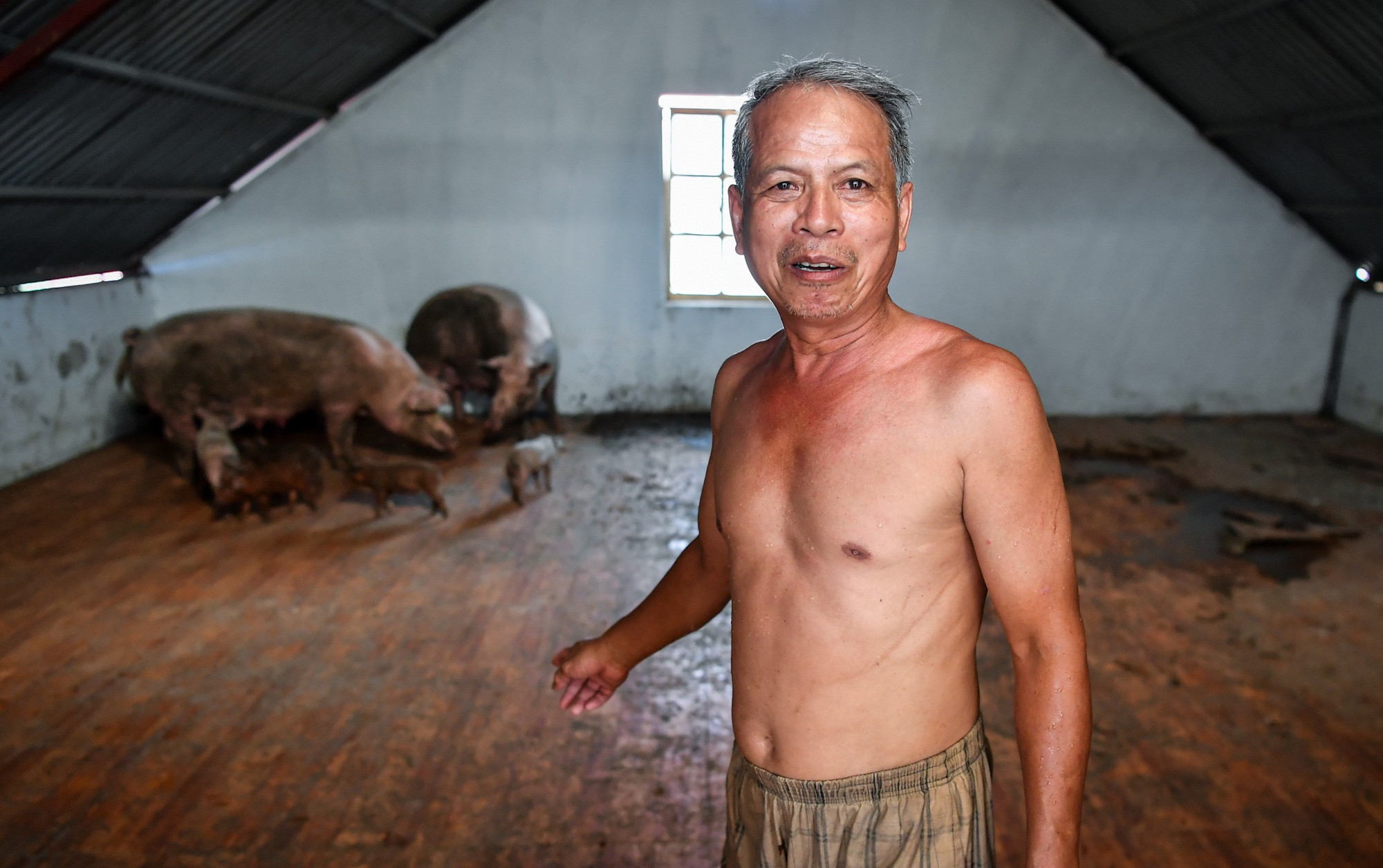 Từ 2 ngày nay, gia đình ông Khả (60 tuổi, ở thôn An Lạc, xã Trung Giã, Sóc Sơn, Hà Nội) đã dành khu vực tầng 3 nhà mình để làm... chuồng lợn. Từ 2 ngày nay, gia đình ông Khả (60 tuổi, ở thôn An Lạc, xã Trung Giã, Sóc Sơn, Hà Nội) đã dành khu vực tầng 3 nhà mình để làm... chuồng lợn.