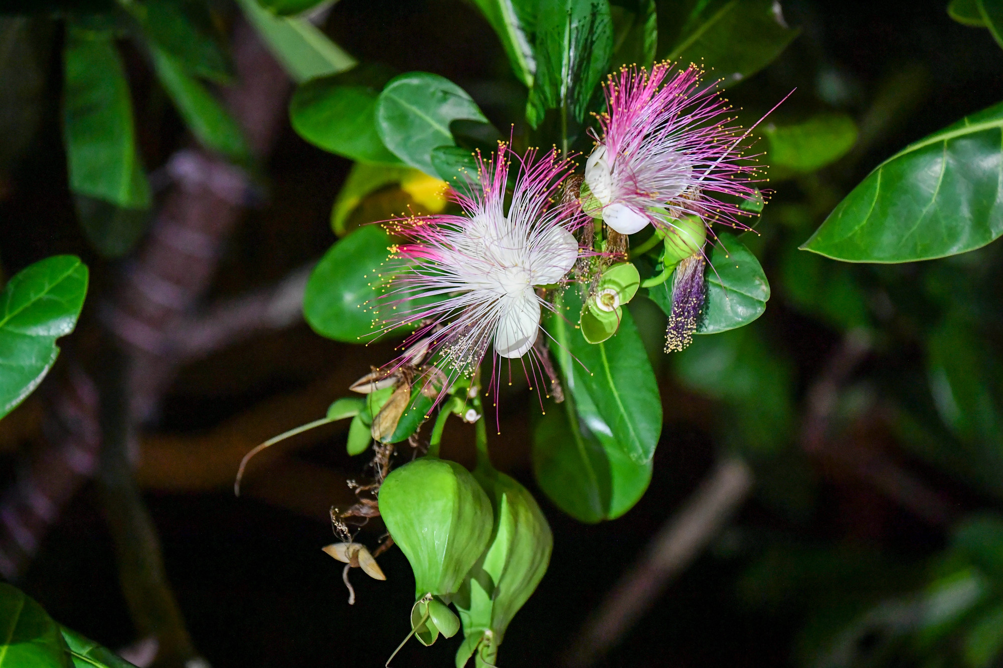 ... trong phút chốc, cả chùm hoa nở bung ra, tỏa hương thơm nhè nhẹ. Bàng vuông được ví như "nữ hoàng bóng đêm"... ... trong phút chốc, cả chùm hoa nở bung ra, tỏa hương thơm nhè nhẹ. Bàng vuông được ví như "nữ hoàng bóng đêm"...