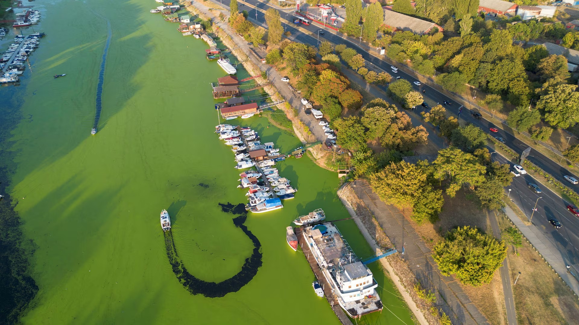 [Ảnh] Dòng sông ở Serbia bất ngờ chuyển màu xanh vì tảo nở hoa ảnh 9