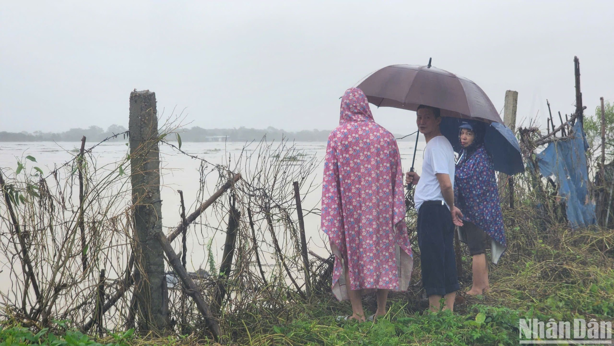 Từ góc nhìn này có thể thấy nước sông Hồng đoạn chảy qua phường Phú Thượng đang rất lớn. Trên mặt sông còn có rất nhiều thân cây, rác chảy cuồn cuộn về phía hạ nguồn. Từ góc nhìn này có thể thấy nước sông Hồng đoạn chảy qua phường Phú Thượng đang rất lớn. Trên mặt sông còn có rất nhiều thân cây, rác chảy cuồn cuộn về phía hạ nguồn.