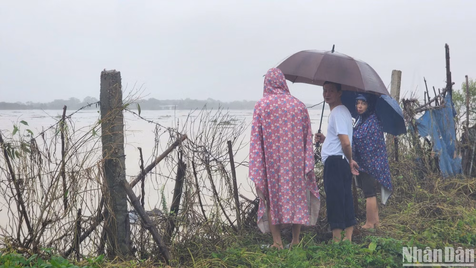 Từ góc nhìn này có thể thấy nước sông Hồng đoạn chảy qua phường Phú Thượng đang rất lớn. Trên mặt sông còn có rất nhiều thân cây, rác chảy cuồn cuộn về phía hạ nguồn.