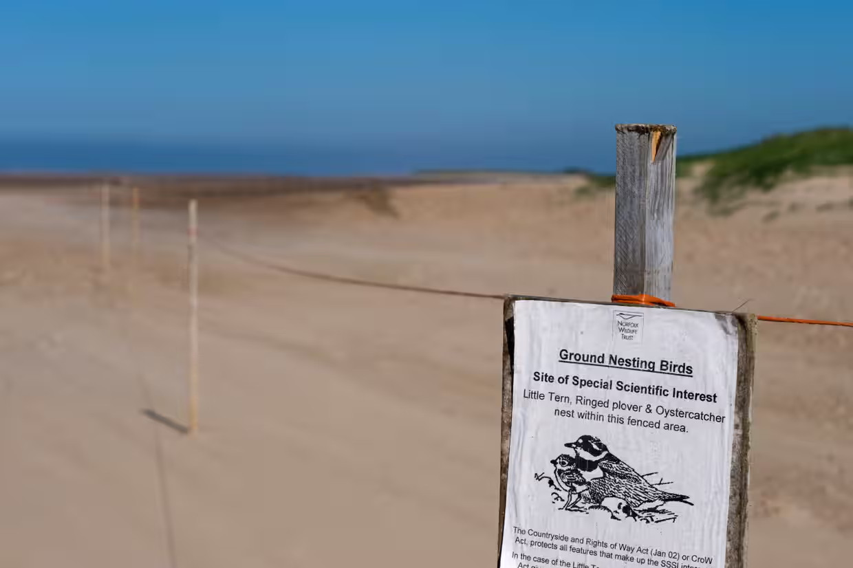 Một biển báo cảnh báo du khách tránh xa khu vực làm tổ của chum ở Thornham, Norfolk, Anh. (Ảnh: David Tipling/Universal Images Group/Getty Images)