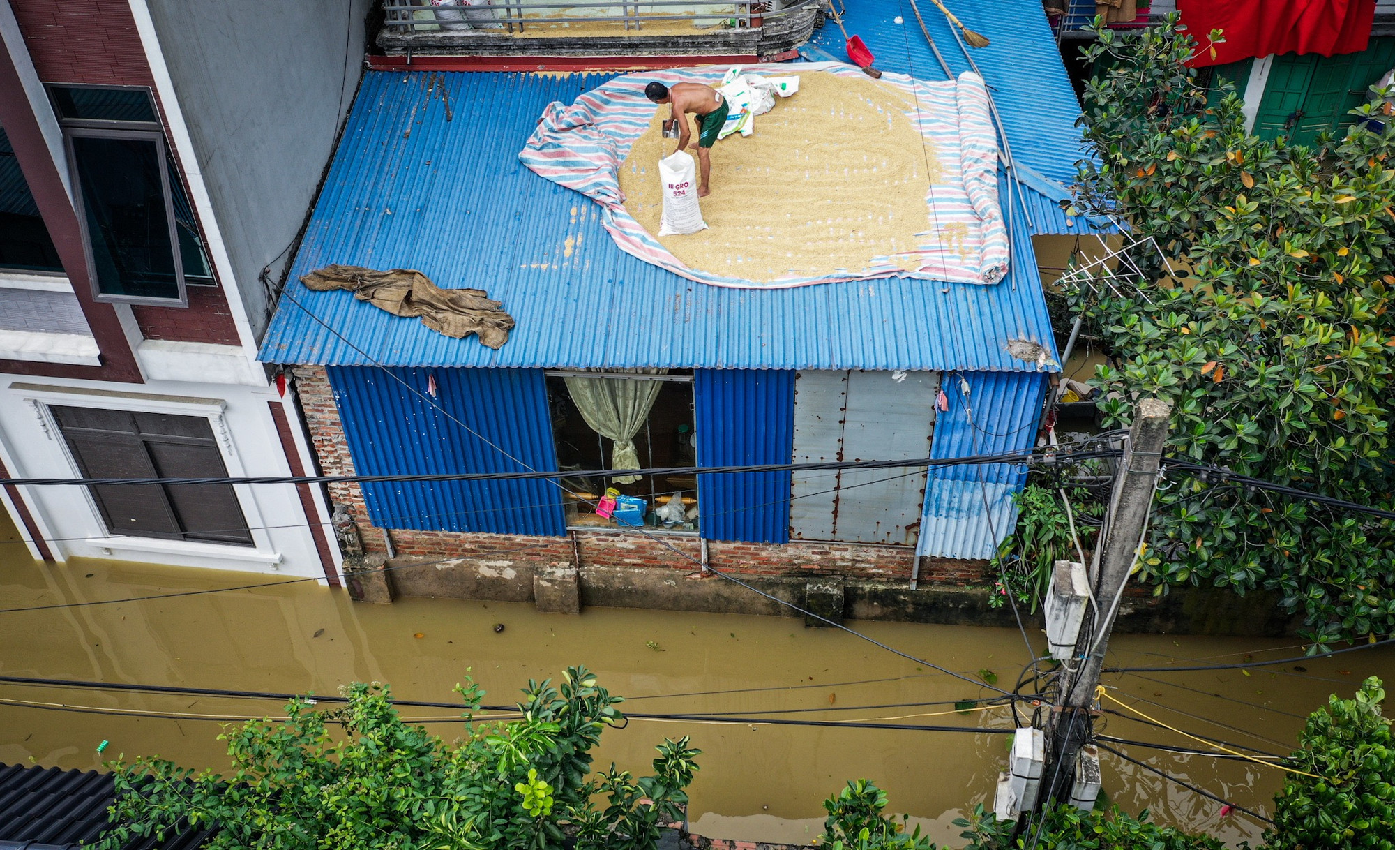 Do nước lũ dâng cao, một số hộ dân thậm chí phải mang thóc... lên nóc mái tôn để phơi phóng. Do nước lũ dâng cao, một số hộ dân thậm chí phải mang thóc... lên nóc mái tôn để phơi phóng.