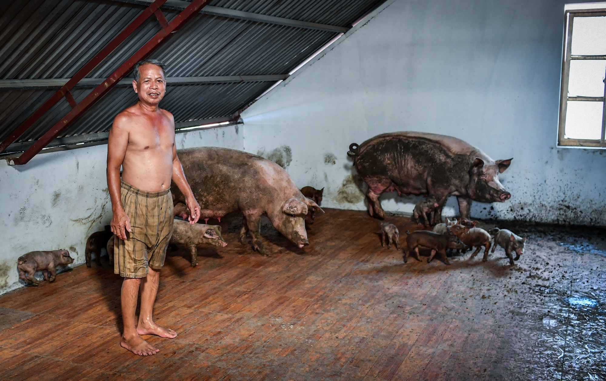 Theo ông Khả, phải gần 20 năm qua, thôn An Lạc mới ngập sâu và lâu như này. Đến tận hôm nay, 13/9, nước mới bắt đầu rút nhẹ. Khu vực tầng mái đã trở thành "chuồng bất đắc dĩ" dành cho vật nuôi. Theo ông Khả, phải gần 20 năm qua, thôn An Lạc mới ngập sâu và lâu như này. Đến tận hôm nay, 13/9, nước mới bắt đầu rút nhẹ. Khu vực tầng mái đã trở thành "chuồng bất đắc dĩ" dành cho vật nuôi.