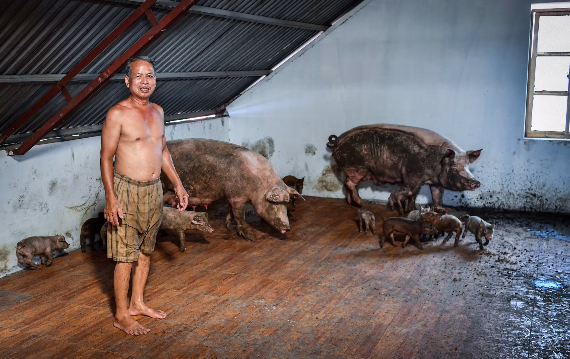 Theo ông Khả, phải gần 20 năm qua, thôn An Lạc mới ngập sâu và lâu như này. Đến tận hôm nay, 13/9, nước mới bắt đầu rút nhẹ. Khu vực tầng mái đã trở thành "chuồng bất đắc dĩ" dành cho vật nuôi.
