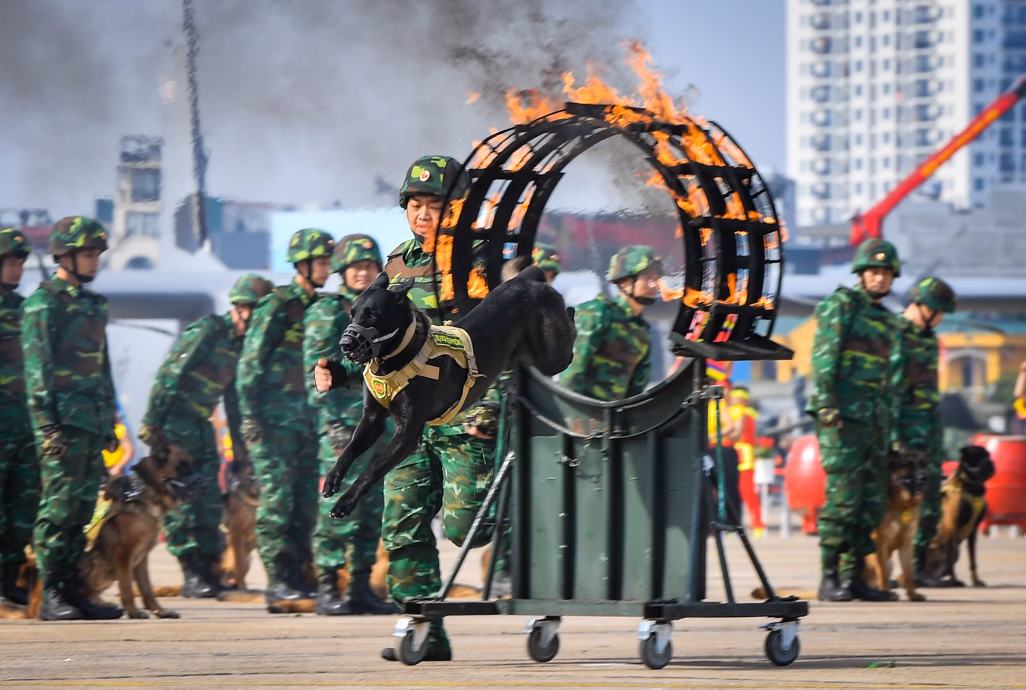 Màn biểu diễn của lực lượng Quân khuyển tại Lễ khai mạc triển lãm.