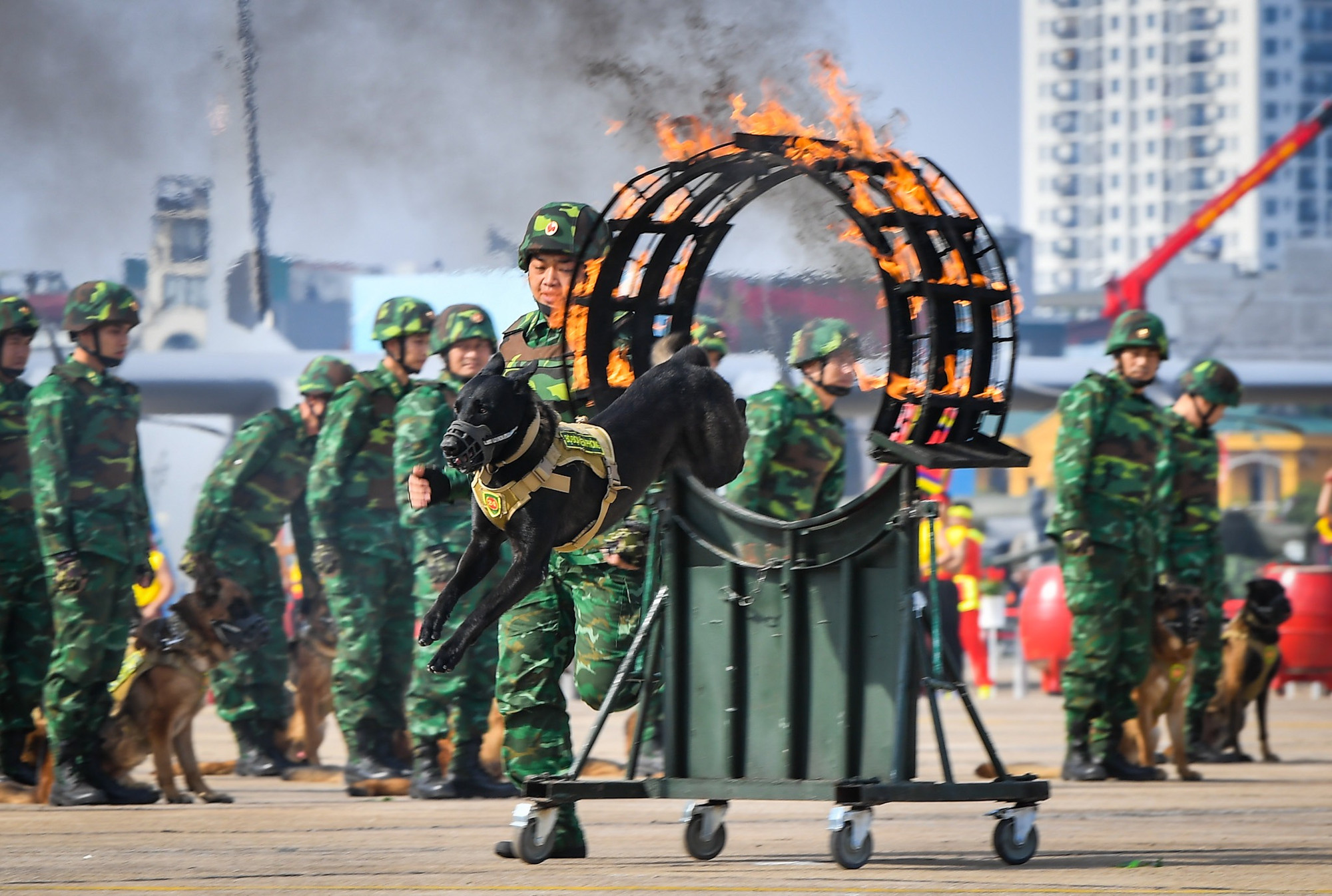 Lực lượng quân khuyển biểu diễn tại Lễ khai mạc.