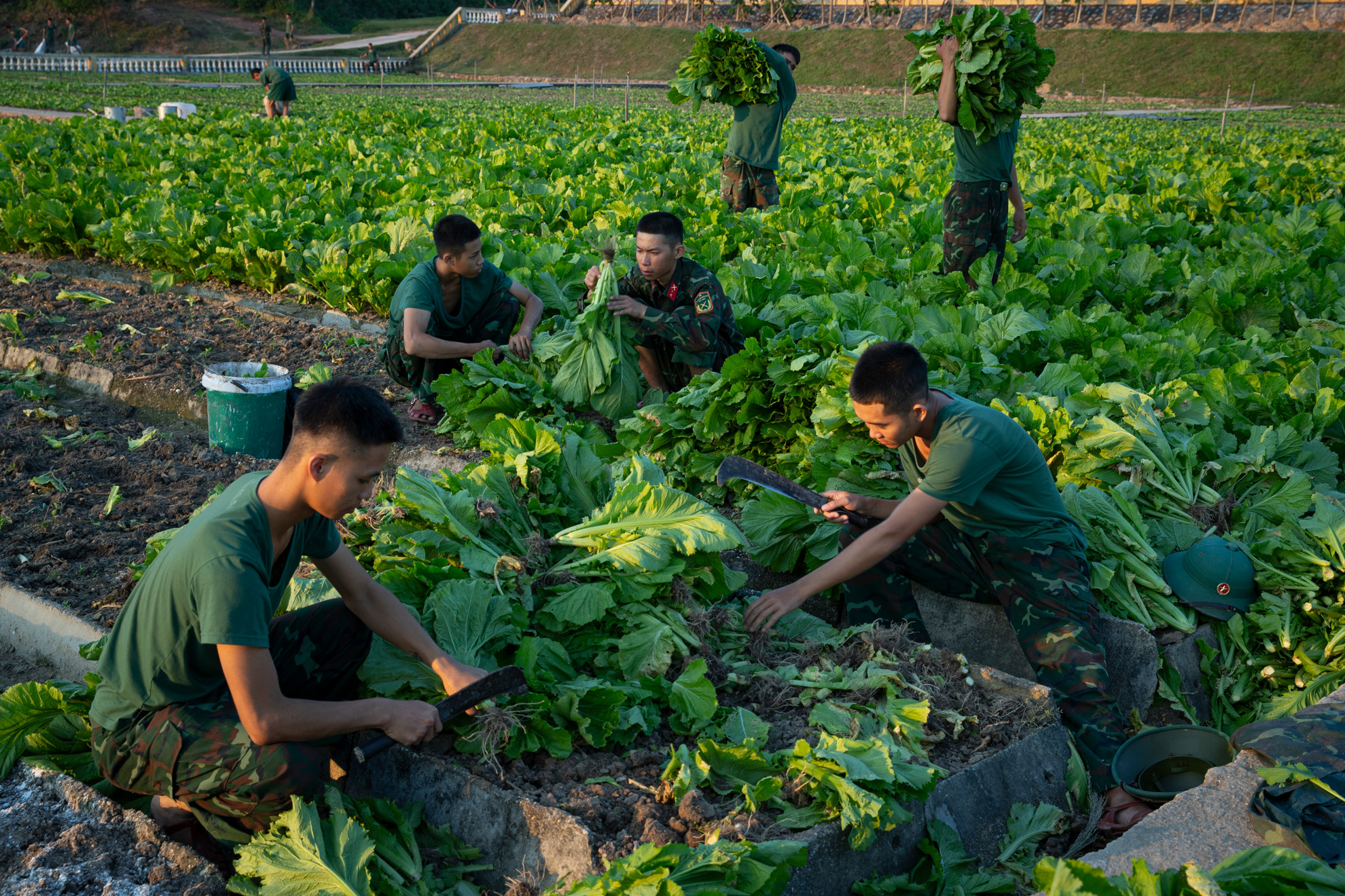 Cán bộ chiến sĩ Lữ đoàn 242 tích cực tăng gia sản xuất. Cán bộ chiến sĩ Lữ đoàn 242 tích cực tăng gia sản xuất.