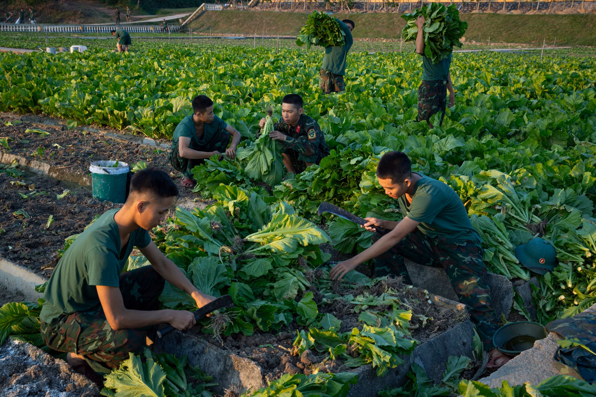 Cán bộ chiến sĩ Lữ đoàn 242 tích cực tăng gia sản xuất.