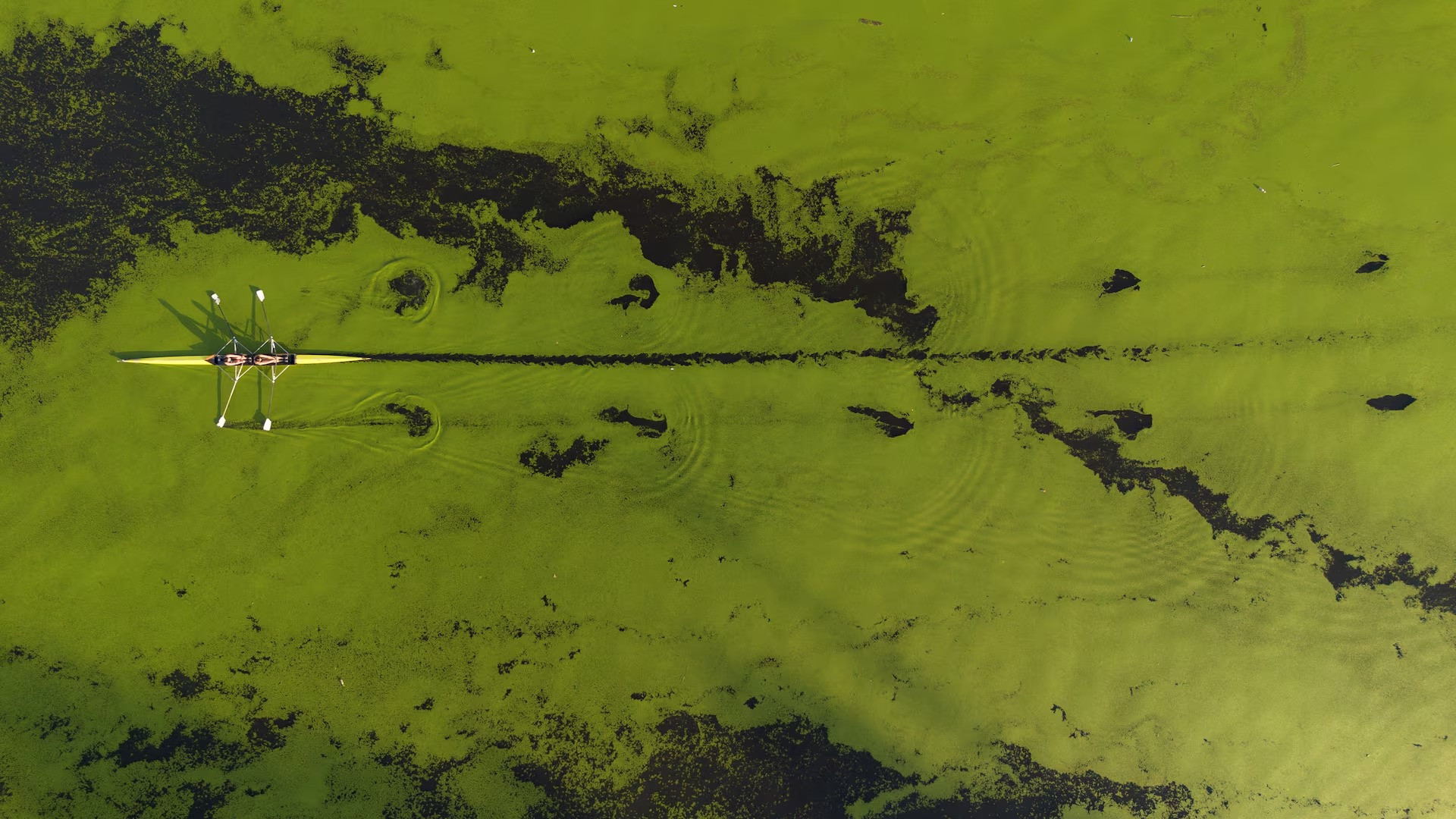 [Ảnh] Dòng sông ở Serbia bất ngờ chuyển màu xanh vì tảo nở hoa ảnh 4