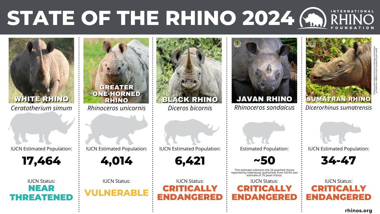 Hiện trạng tê giác Thế giới phân theo loài. (Nguồn: IRF)