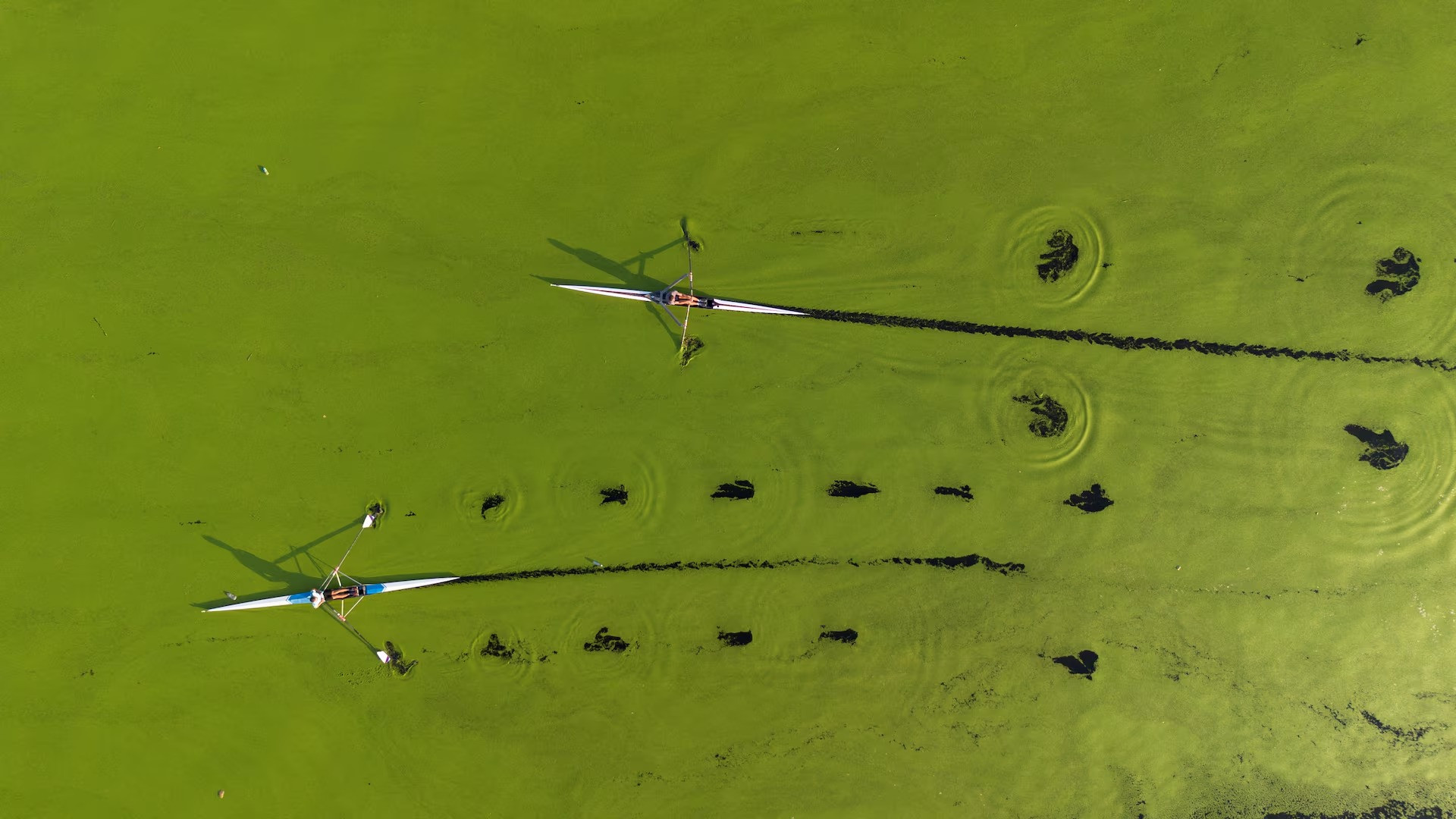 [Ảnh] Dòng sông ở Serbia bất ngờ chuyển màu xanh vì tảo nở hoa ảnh 1