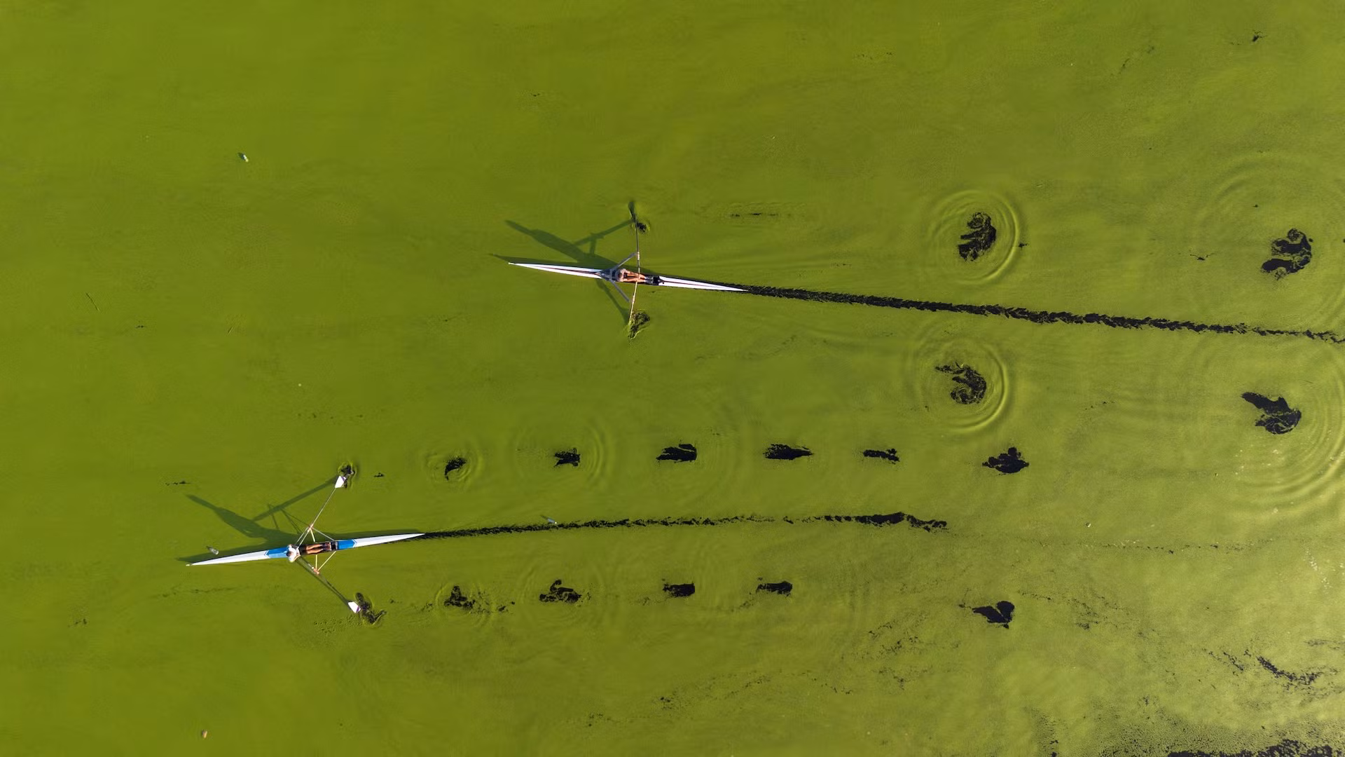 [Ảnh] Dòng sông ở Serbia bất ngờ chuyển màu xanh vì tảo nở hoa ảnh 1