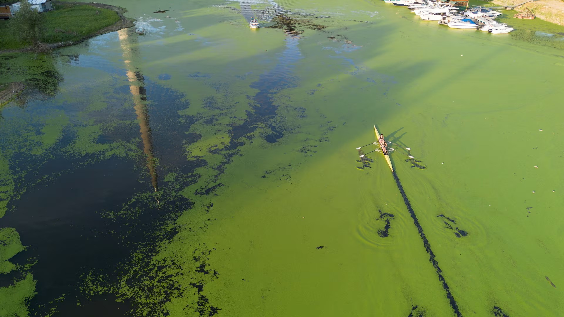 [Ảnh] Dòng sông ở Serbia bất ngờ chuyển màu xanh vì tảo nở hoa ảnh 8