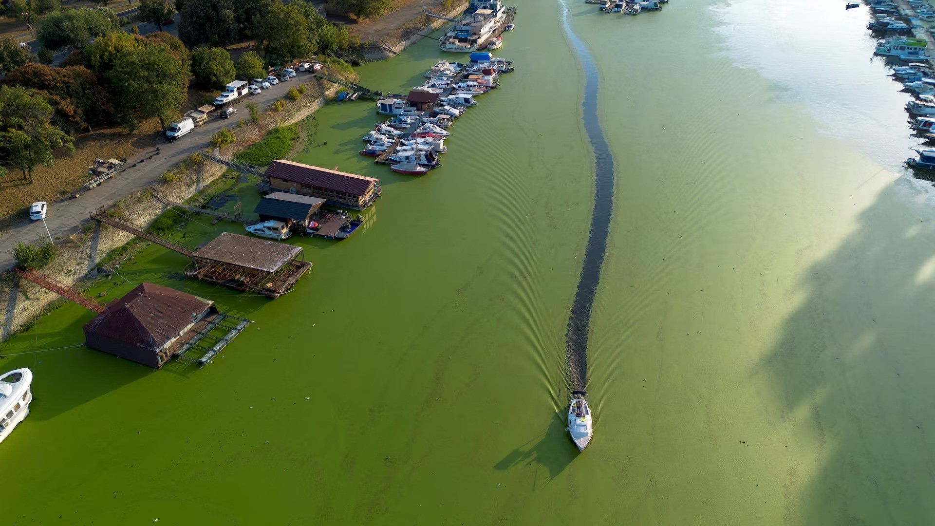 [Ảnh] Dòng sông ở Serbia bất ngờ chuyển màu xanh vì tảo nở hoa ảnh 5