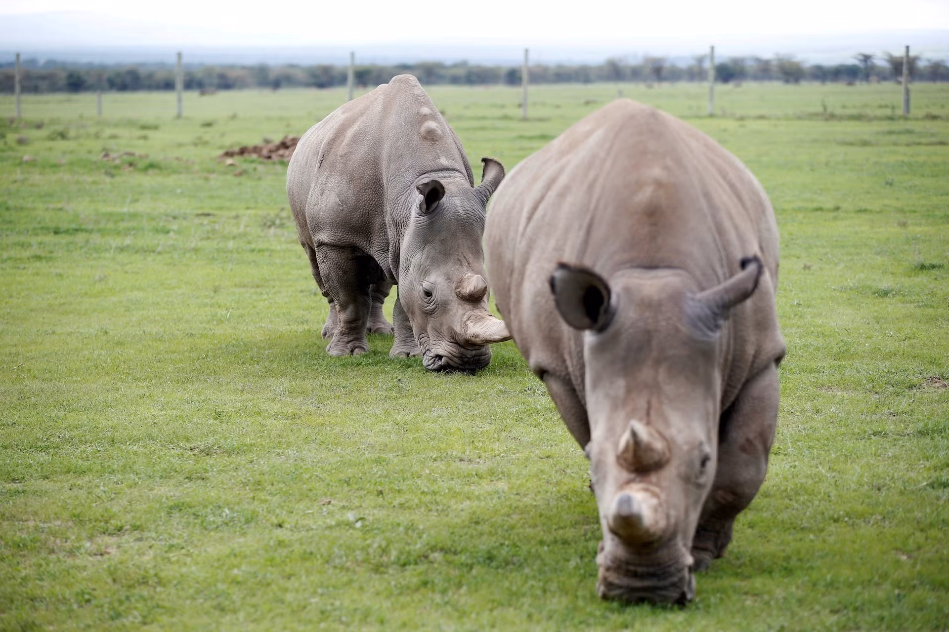 Hơn một phần tư các loài động vật và thực vật được biết đến, khoảng 45.300 loài hiện đứng trước nguy cơ bị đe dọa tuyệt chủng. (Ảnh: Reuters)