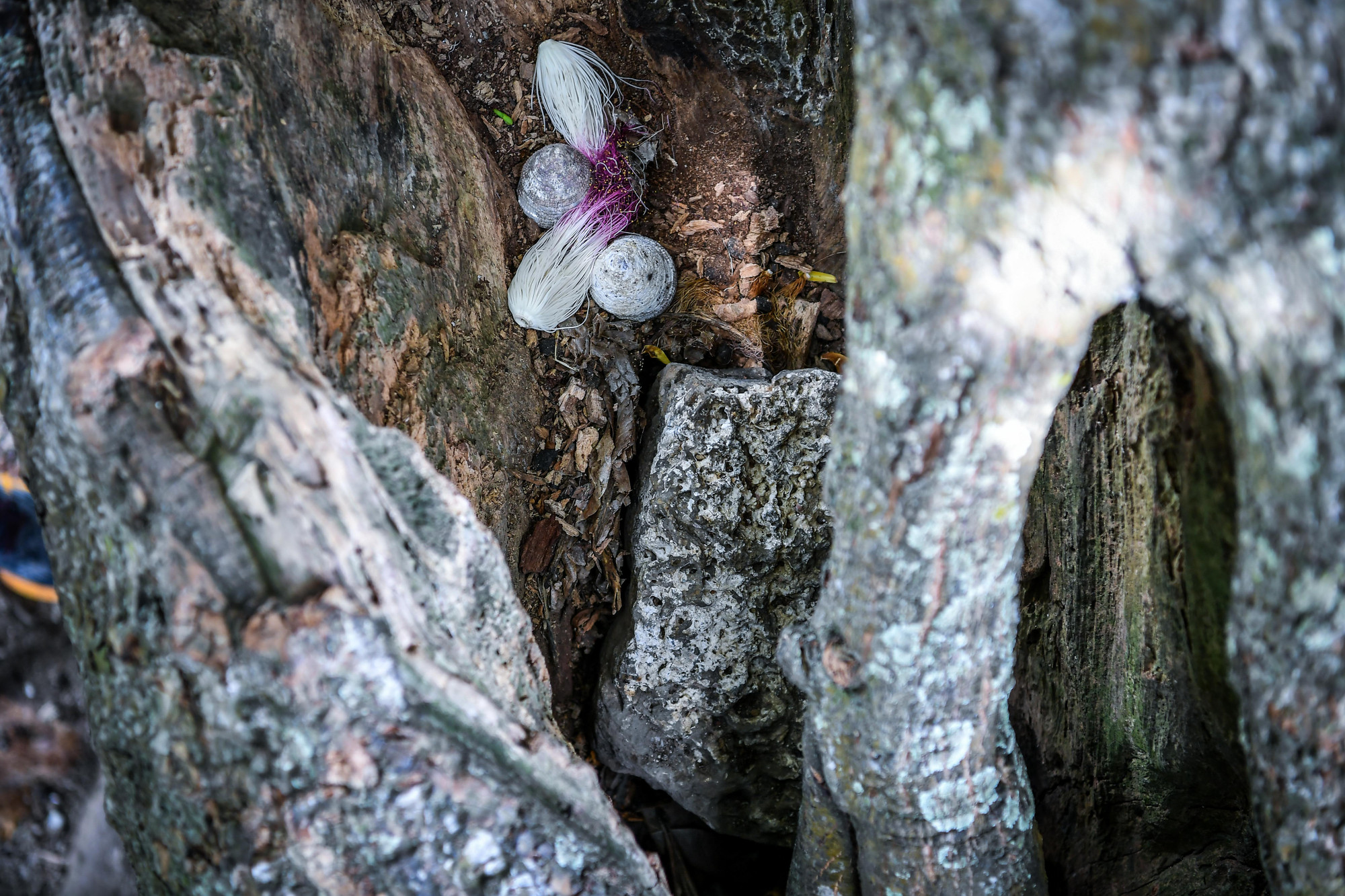 Không ai biết, cây bao nhiêu tuổi, chỉ hay, thân cây đã phát triển sum suê, 3 người ôm không xuể. Không ai biết, cây bao nhiêu tuổi, chỉ hay, thân cây đã phát triển sum suê, 3 người ôm không xuể.