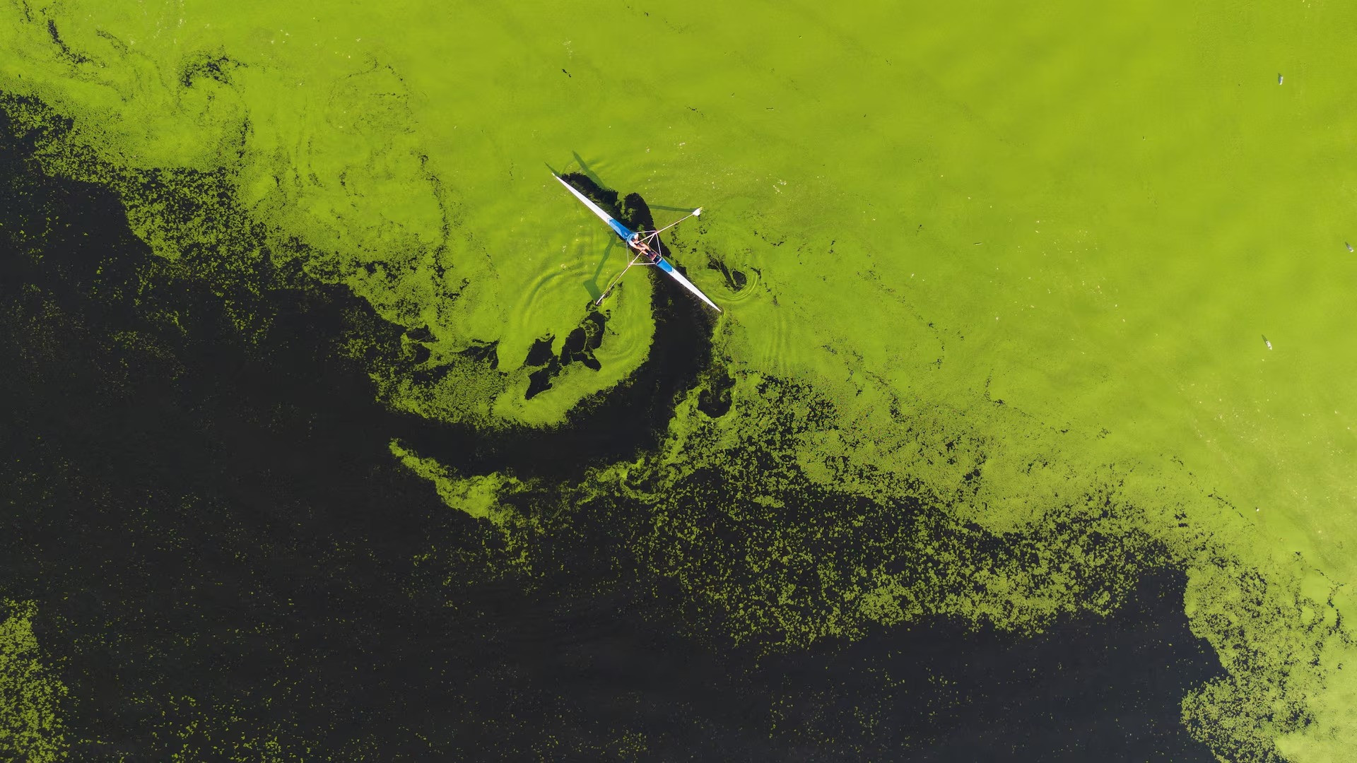 [Ảnh] Dòng sông ở Serbia bất ngờ chuyển màu xanh vì tảo nở hoa ảnh 7