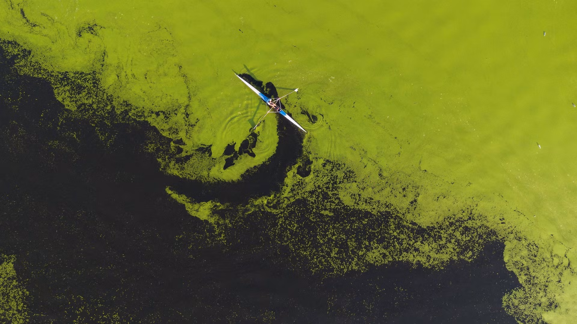 [Ảnh] Dòng sông ở Serbia bất ngờ chuyển màu xanh vì tảo nở hoa ảnh 7