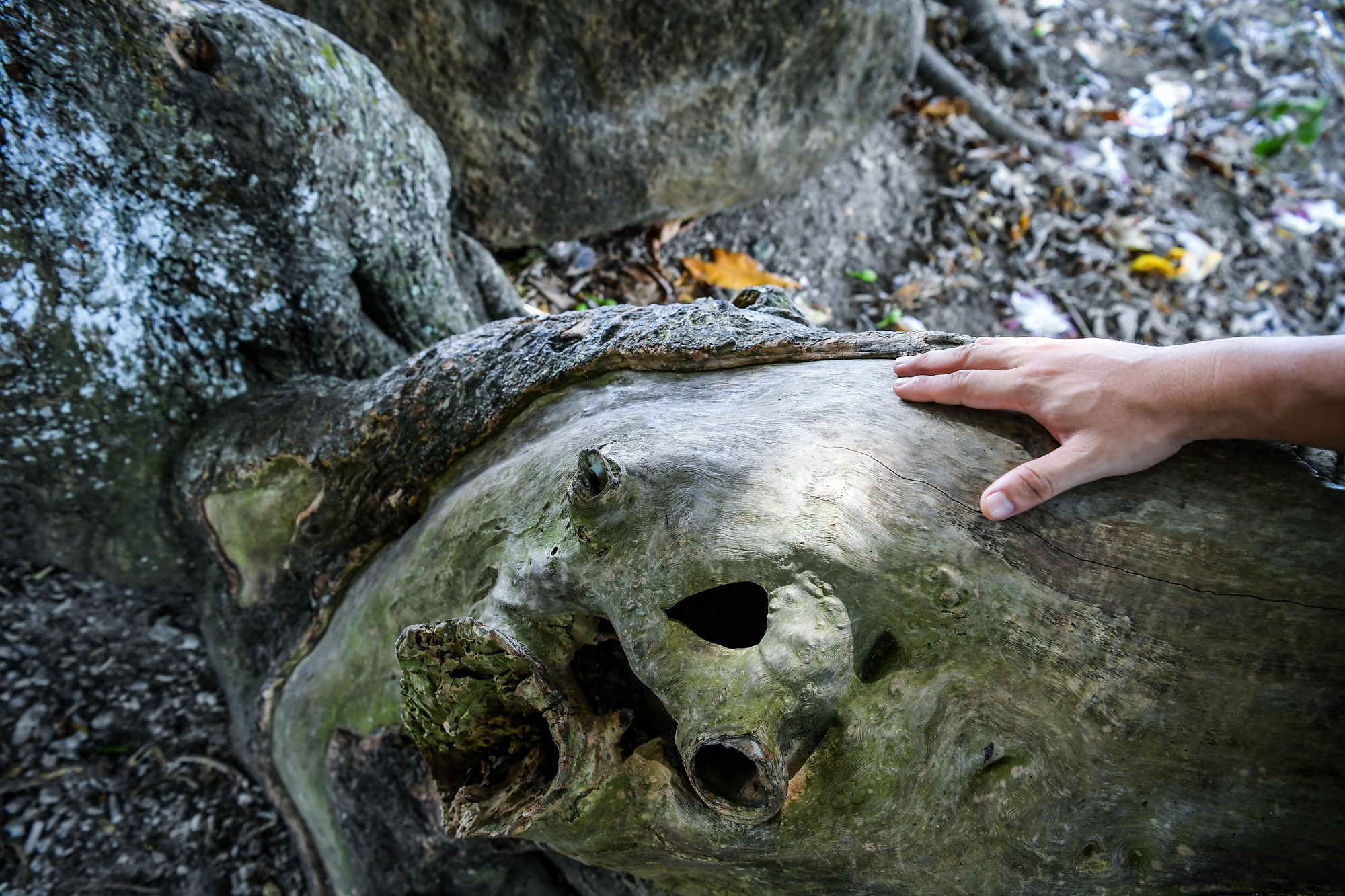 Trải qua tháng năm, thân cây đã hóa lũa, trơ màu thời gian. Trải qua tháng năm, thân cây đã hóa lũa, trơ màu thời gian.