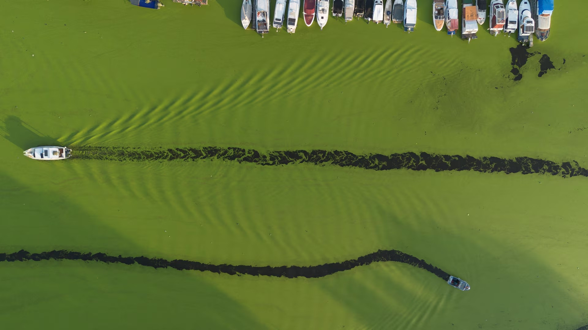 [Ảnh] Dòng sông ở Serbia bất ngờ chuyển màu xanh vì tảo nở hoa ảnh 12