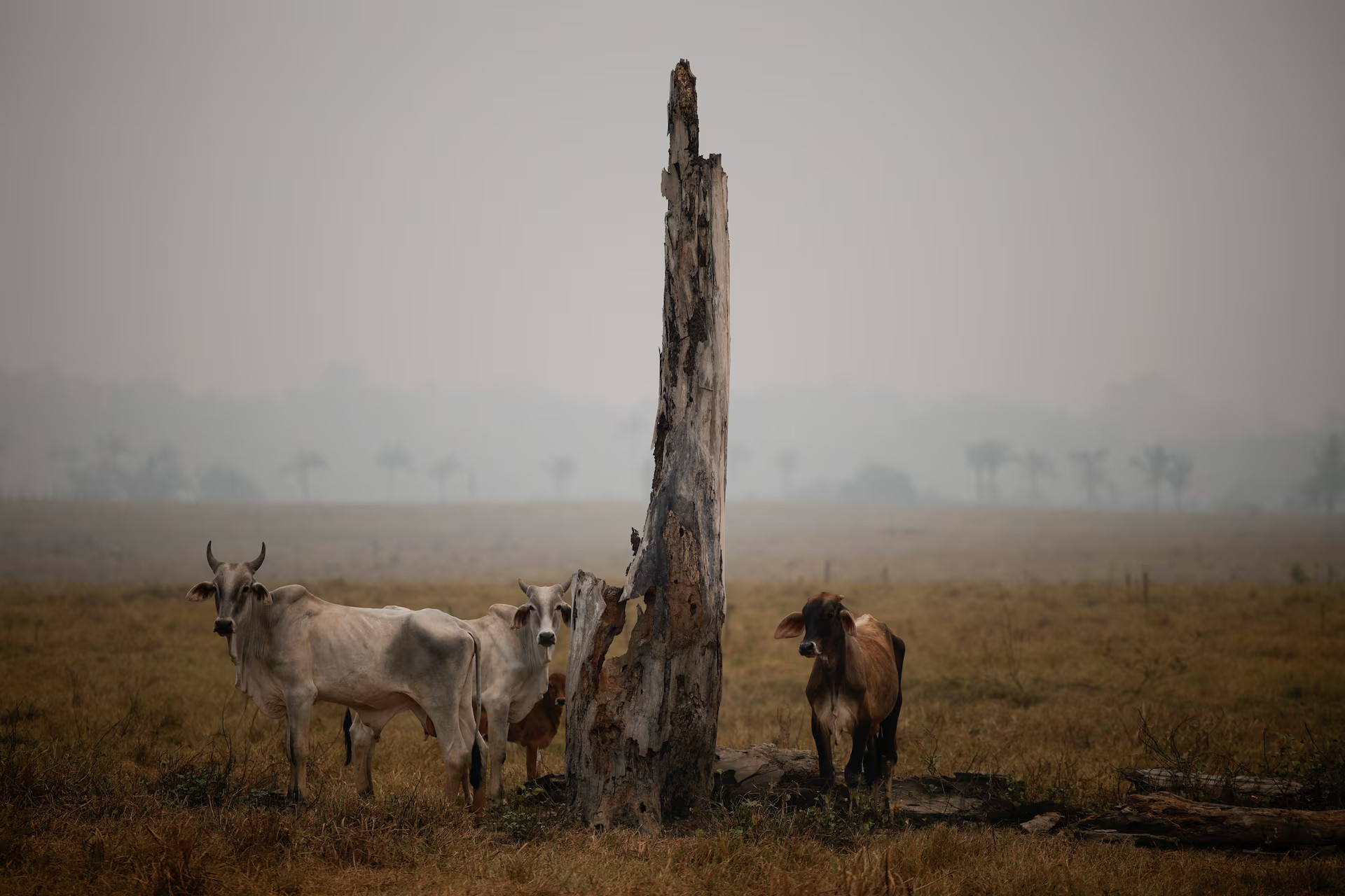 Mực nước tại các con sông chảy ra rừng nhiệt đới Amazon (Brazil) rộng lớn đã giảm mạnh sau đợt hạn hán kỷ lục, đi kèm với lượng mưa giảm mạnh đã khiến người dân sống ven sông khốn đốn. Trong ảnh, bầy gia súc gầy mòn vì khô hạn tại thị trấn Labrea thuộc bang Amazonas, Brazil, ngày 6/9.