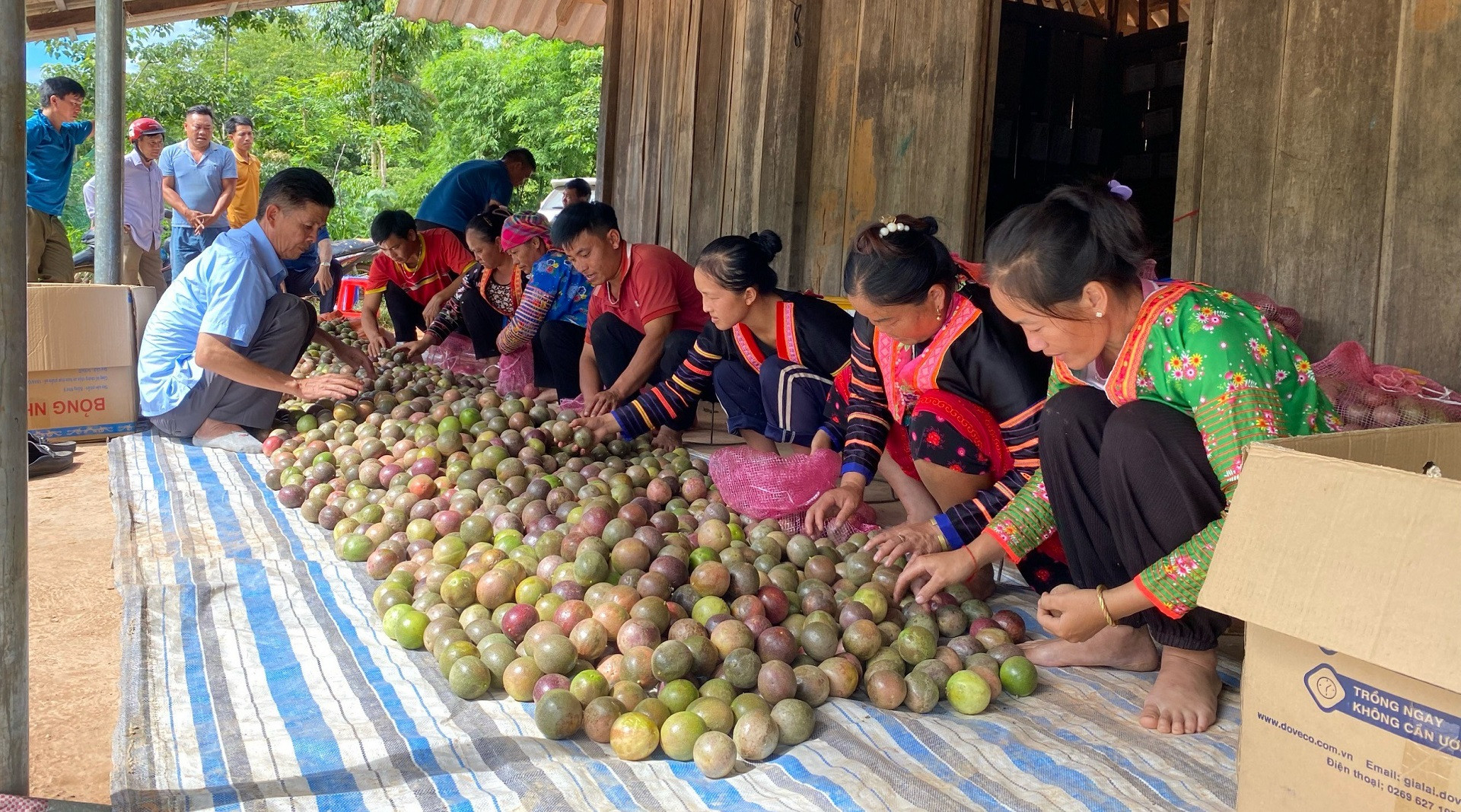 Nông dân xã Si Pa Phìn, huyện Nậm Pồ thu hoạch chanh leo trồng theo tiêu chuẩn Viet-GAP.