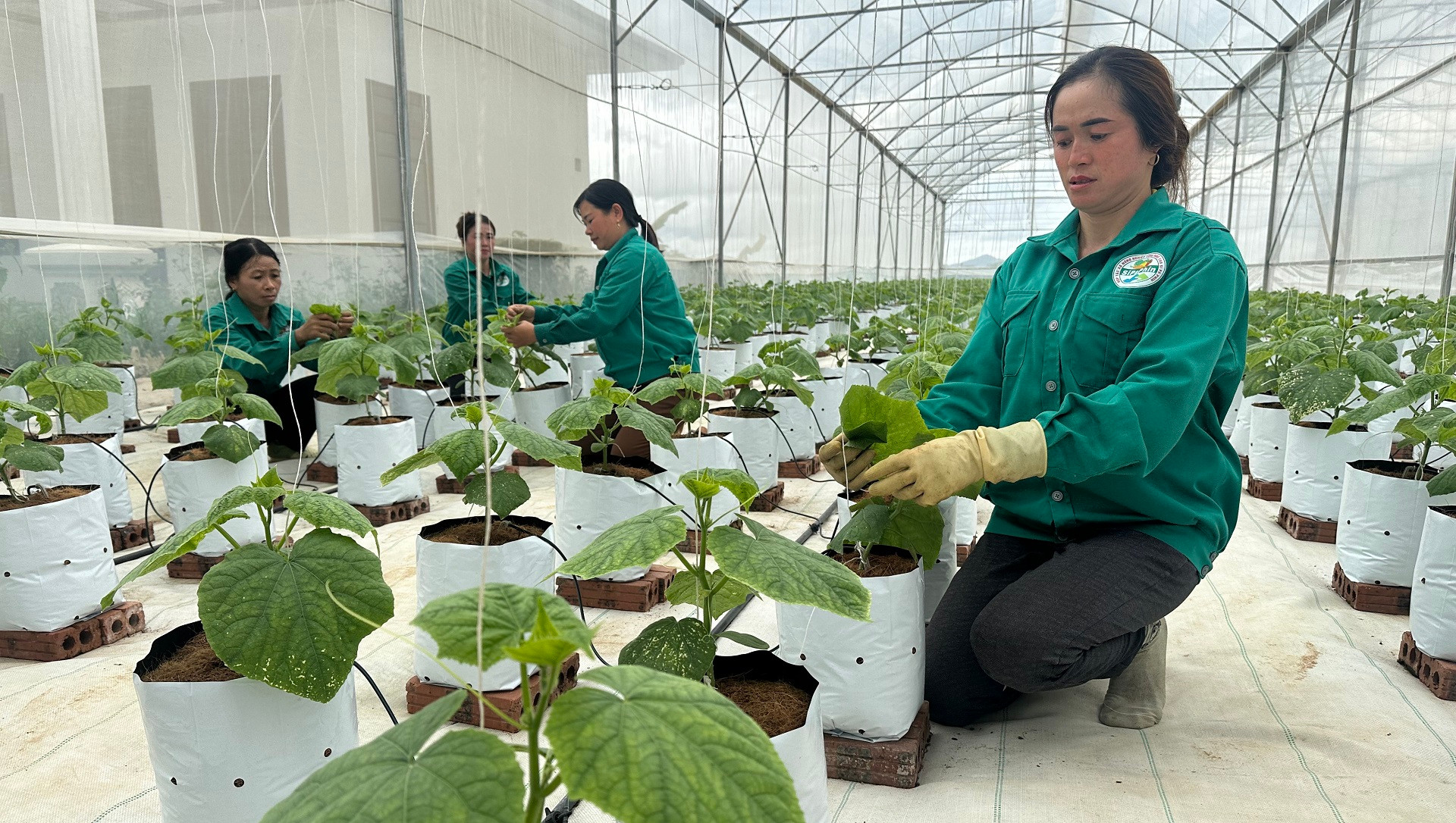 Công nhân Hợp tác xã rau sạch Si Pa Phìn chăm sóc rau trồng trong nhà lưới.