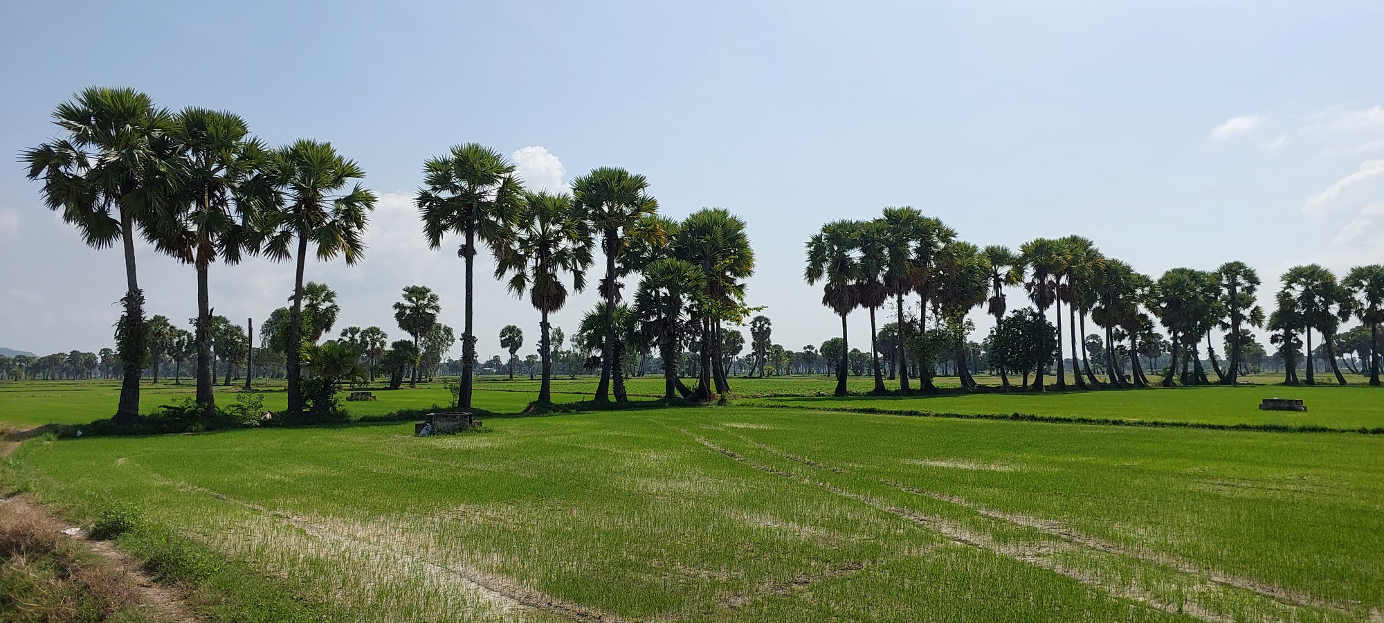 Cây thốt nốt đặc trưng của vùng Bảy Núi.