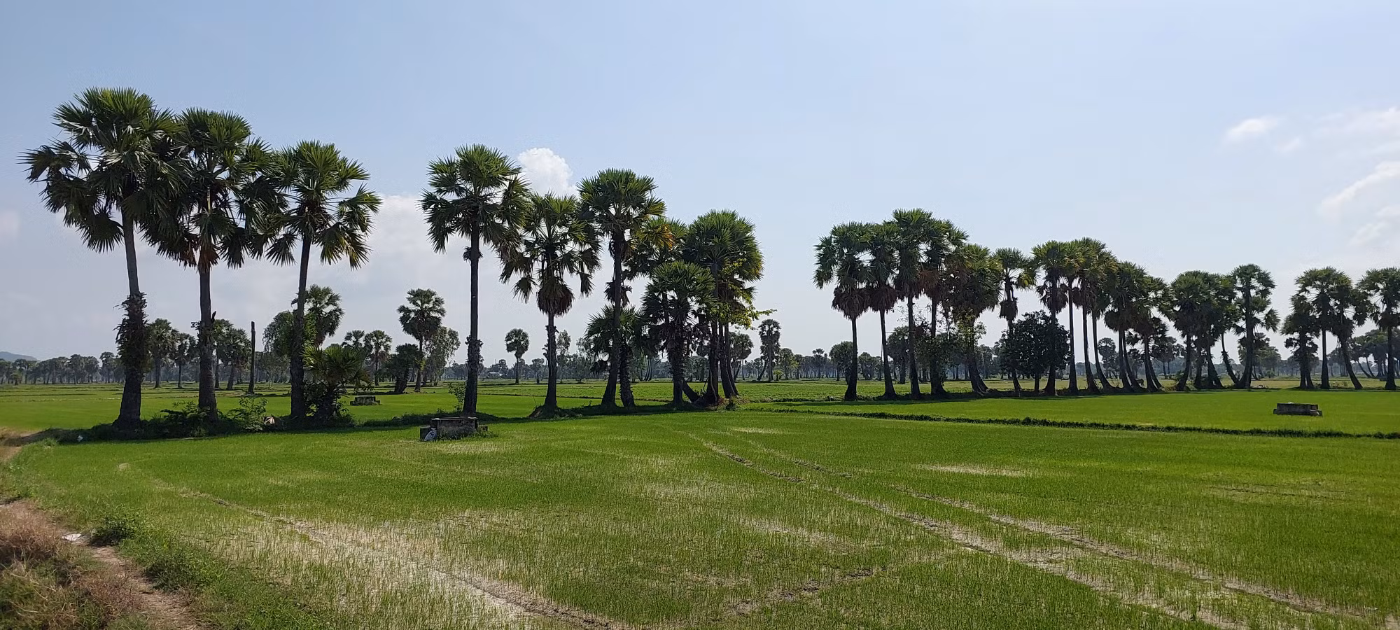 Cây thốt nốt đặc trưng của vùng Bảy Núi.