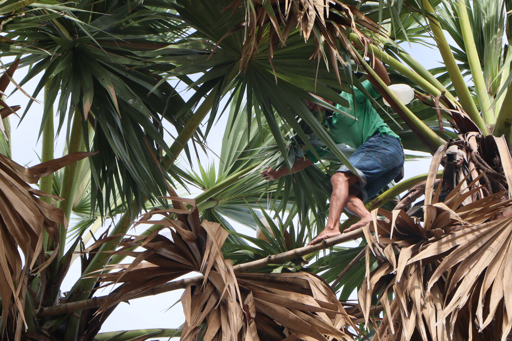 Anh Lê Văn Thảo cheo leo trên đọt cây lấy nước thốt nốt.