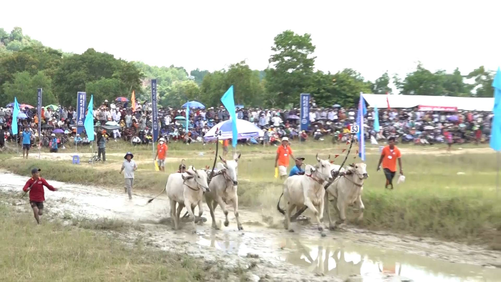Hai cặp bò tranh tài quyết liệt.
