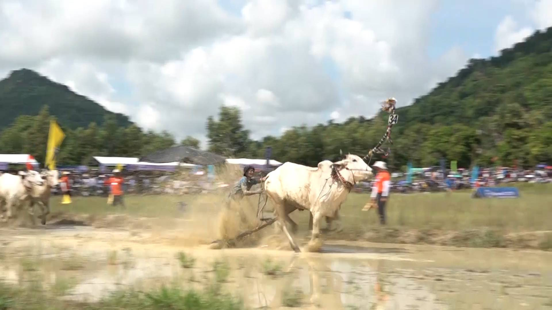 Một cặp bò bứt tốc về đích.