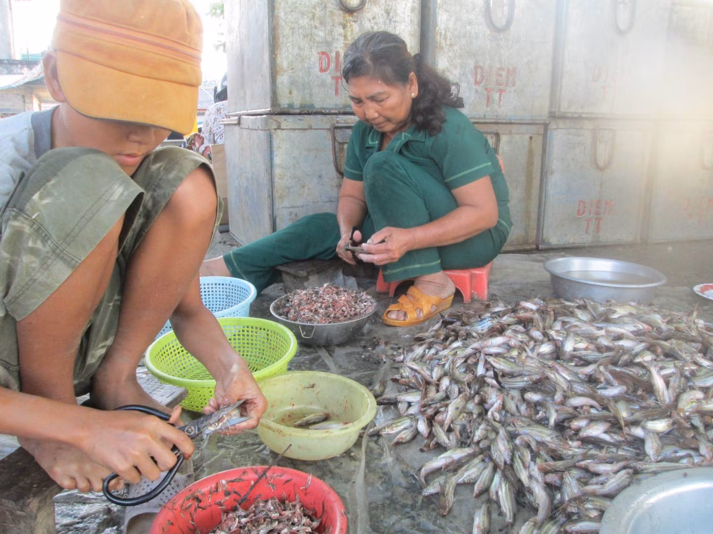Làm mắm cá chốt ở Châu Đốc.